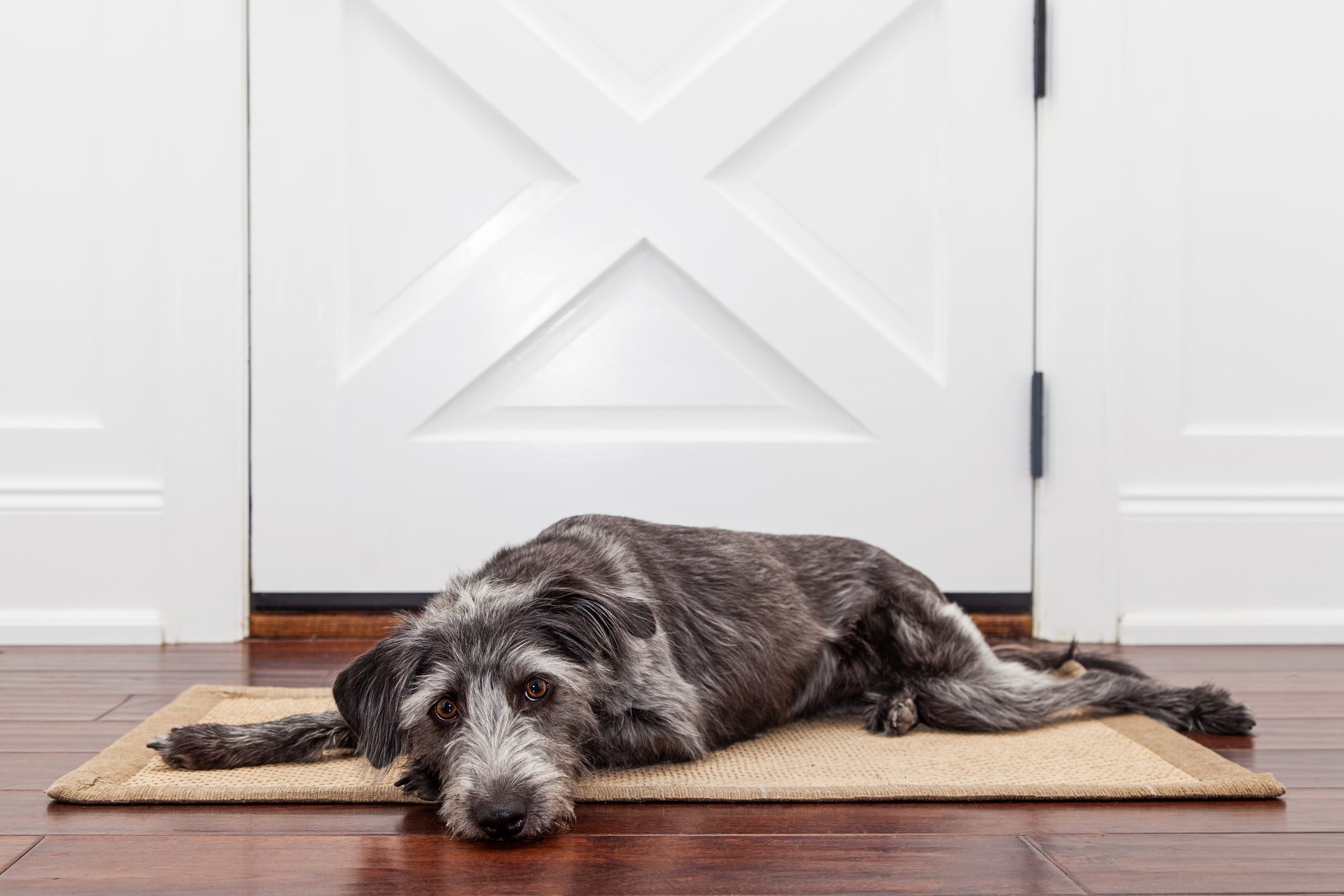 How Long Is It OK to Leave Your Dog Home Alone?