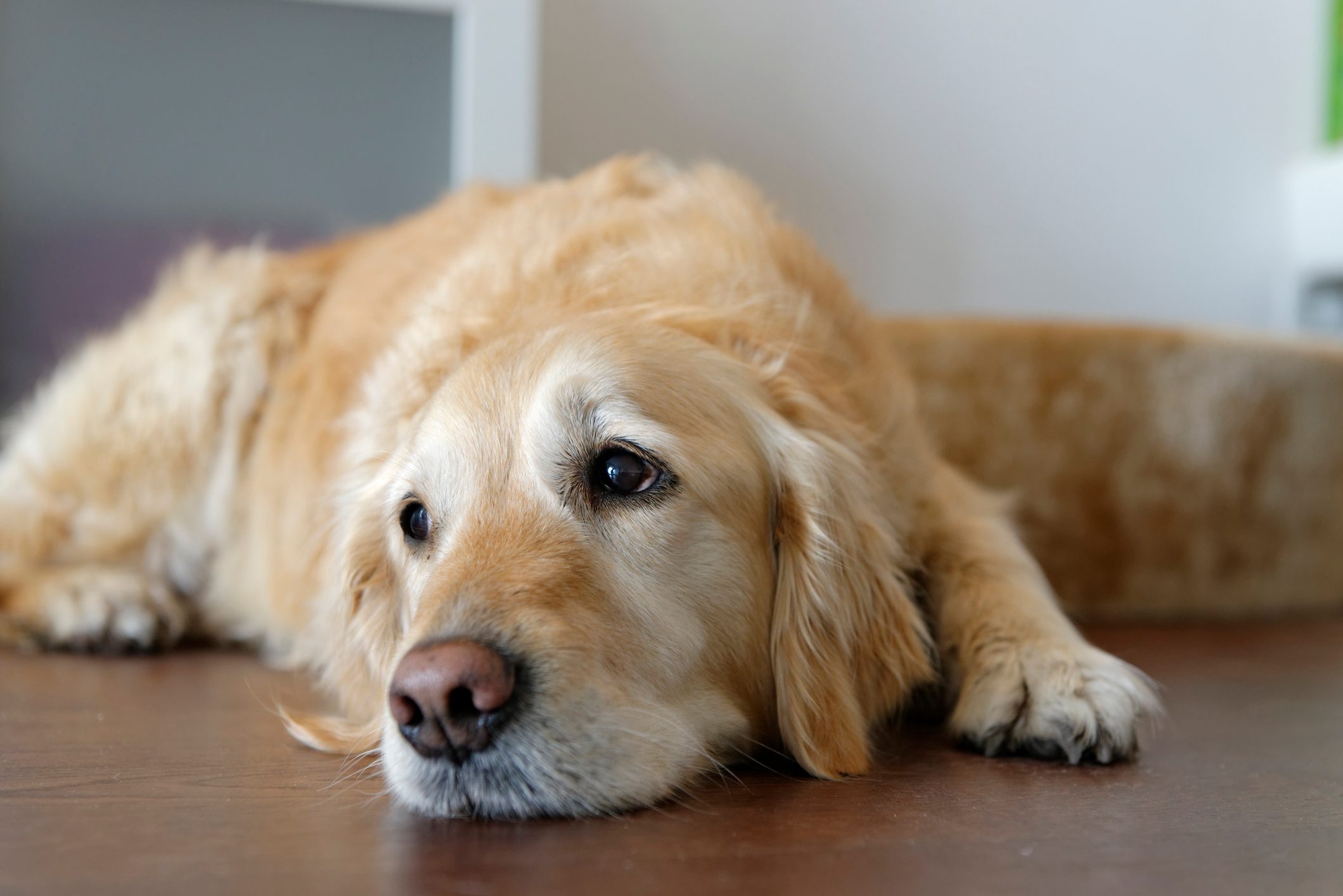 Tired Golden Retriever lying on floor