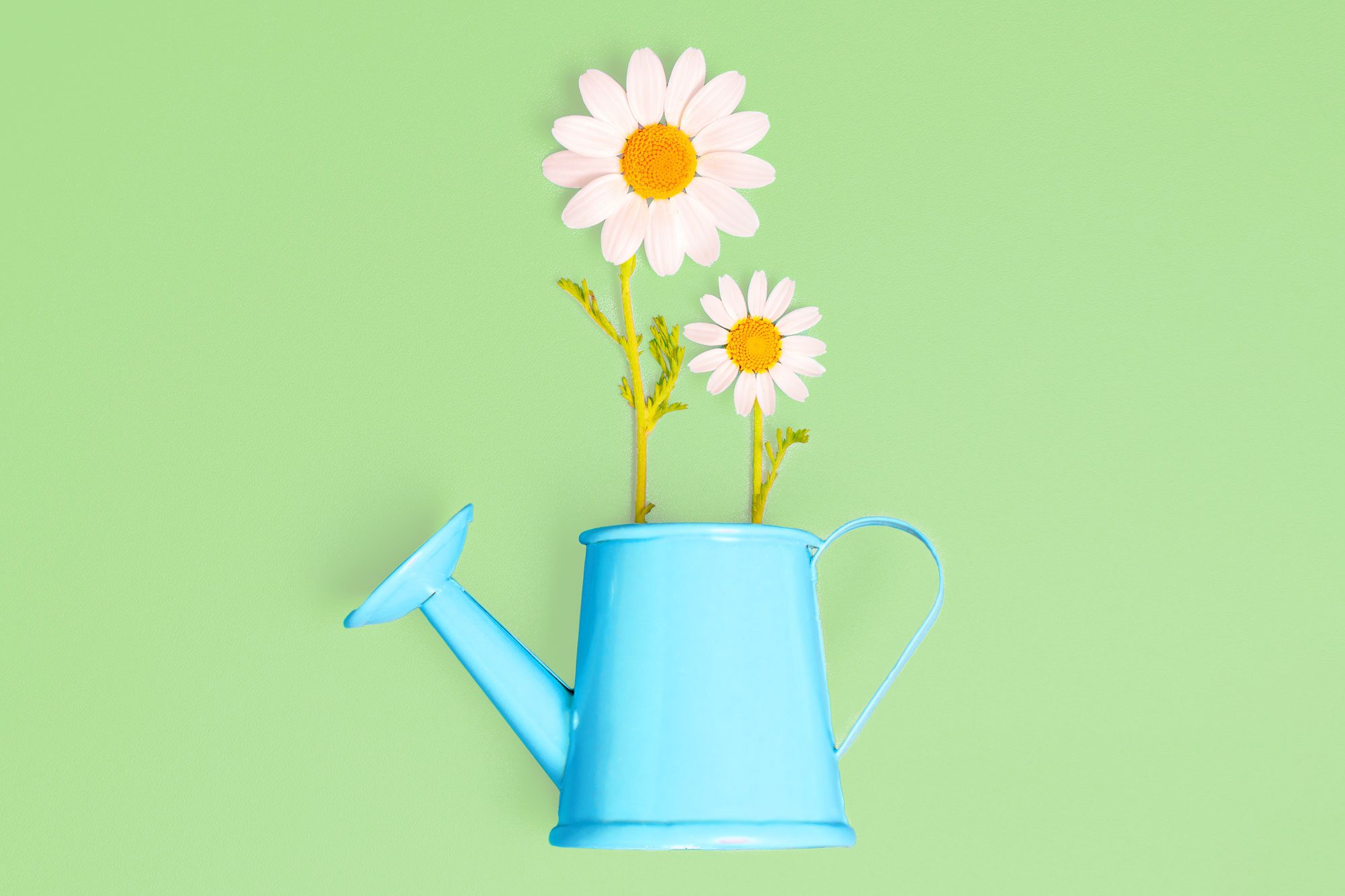 large daisy and small daisy in a blue watering can on green background
