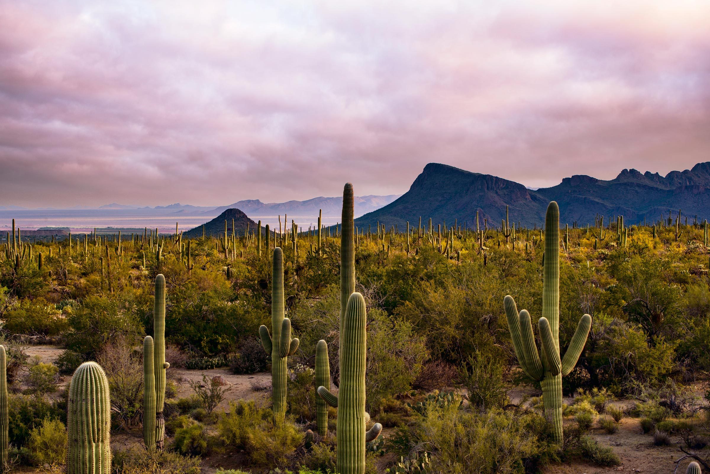 Cacti stand tall amidst desert vegetation, framed by distant mountains under a cloudy, colorful sky.