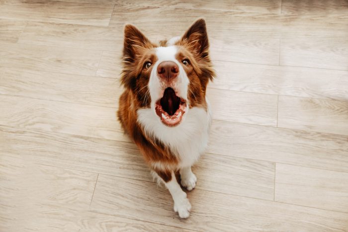 dog barking inside