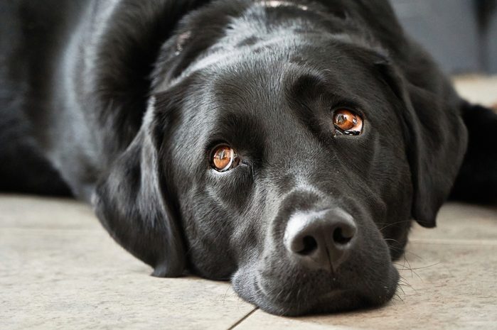 labrador portrait close eyes