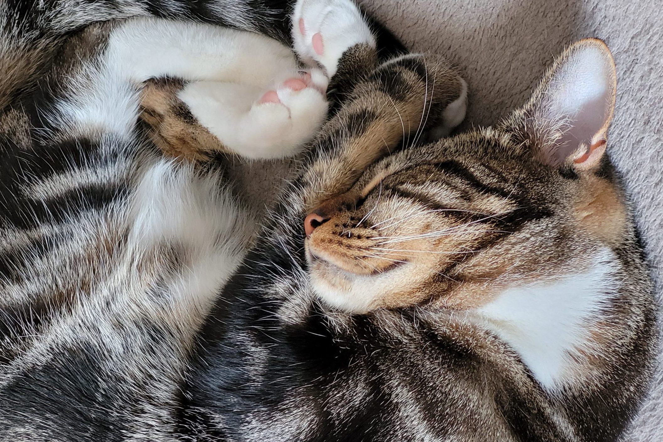 cat sleeping sweet dreams