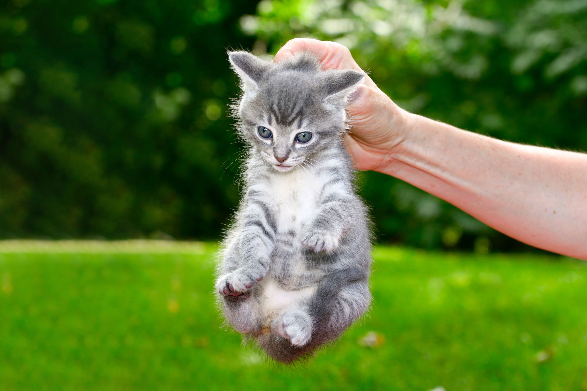 What Is Scruffing a Cat—and Why Is It Such a Bad Idea? Vets Explain