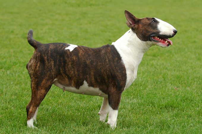 Bull terrier walks on grass