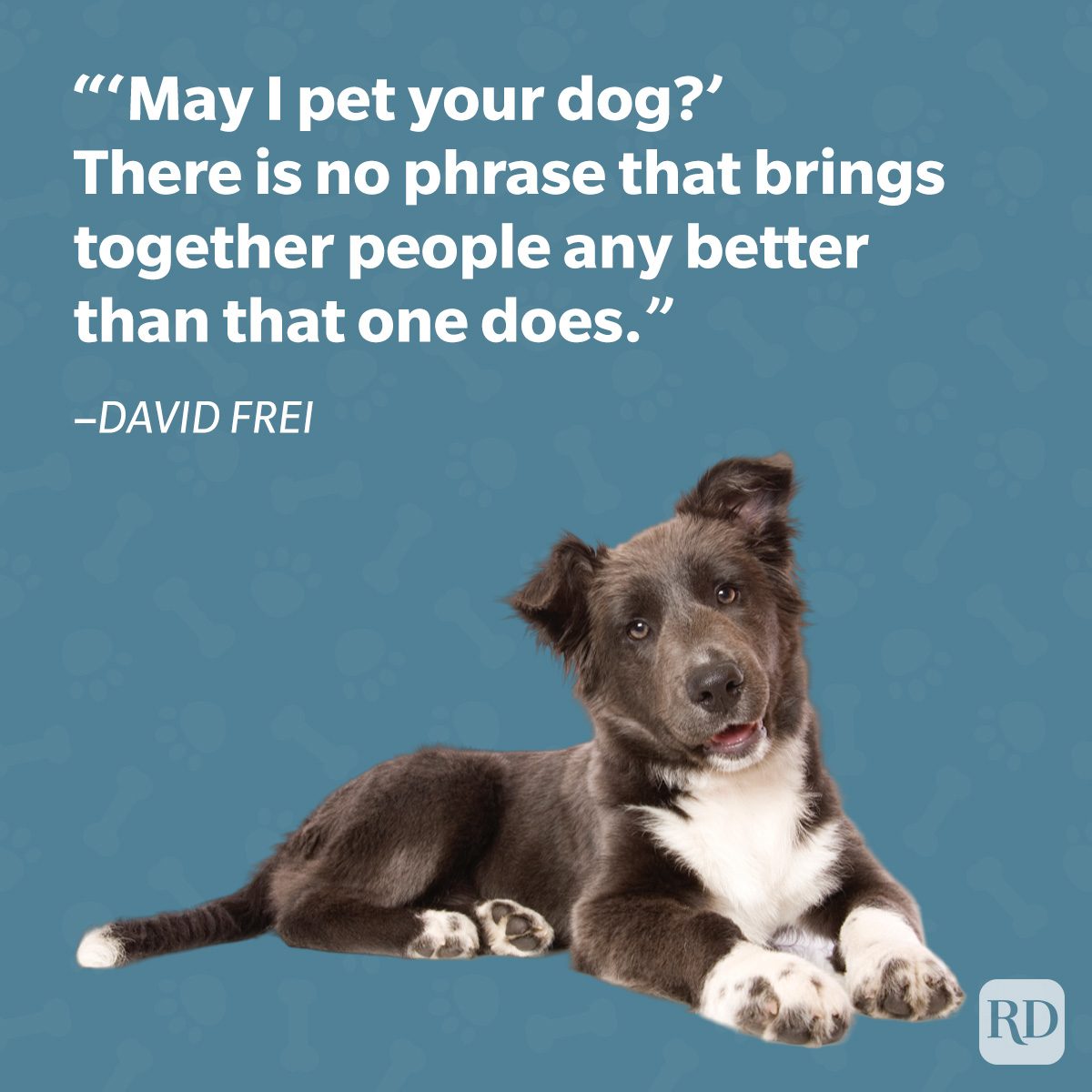 Dog resting on a blue background with a quote about connecting people through petting dogs.