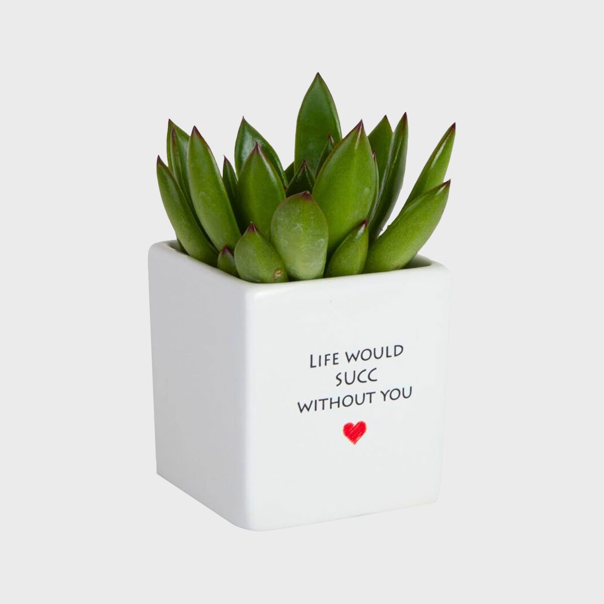 Costa Farms Mini Succulent