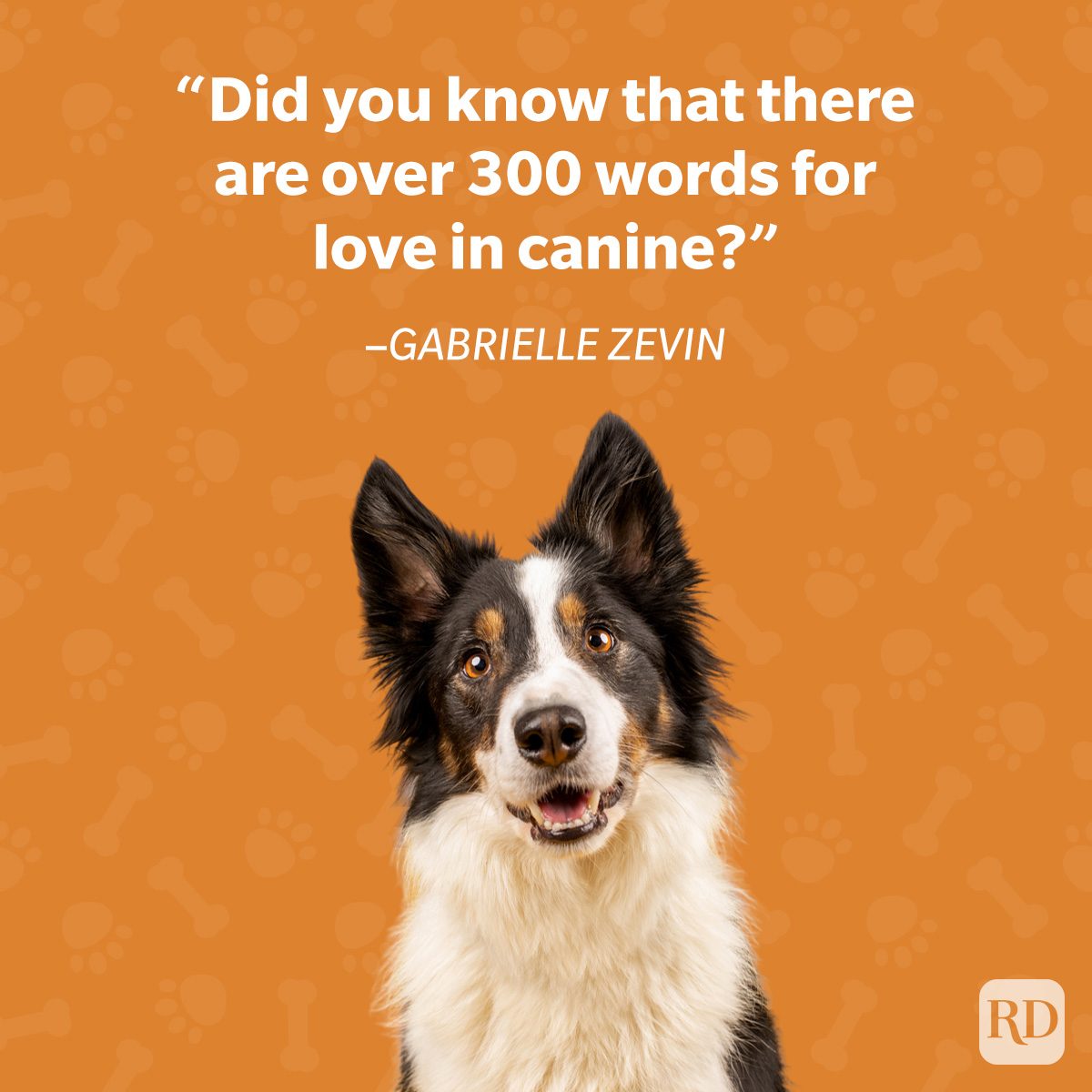 Dog sits happily against orange background with bone and paw patterns. Text reads, "Did you know that there are over 300 words for love in canine?"