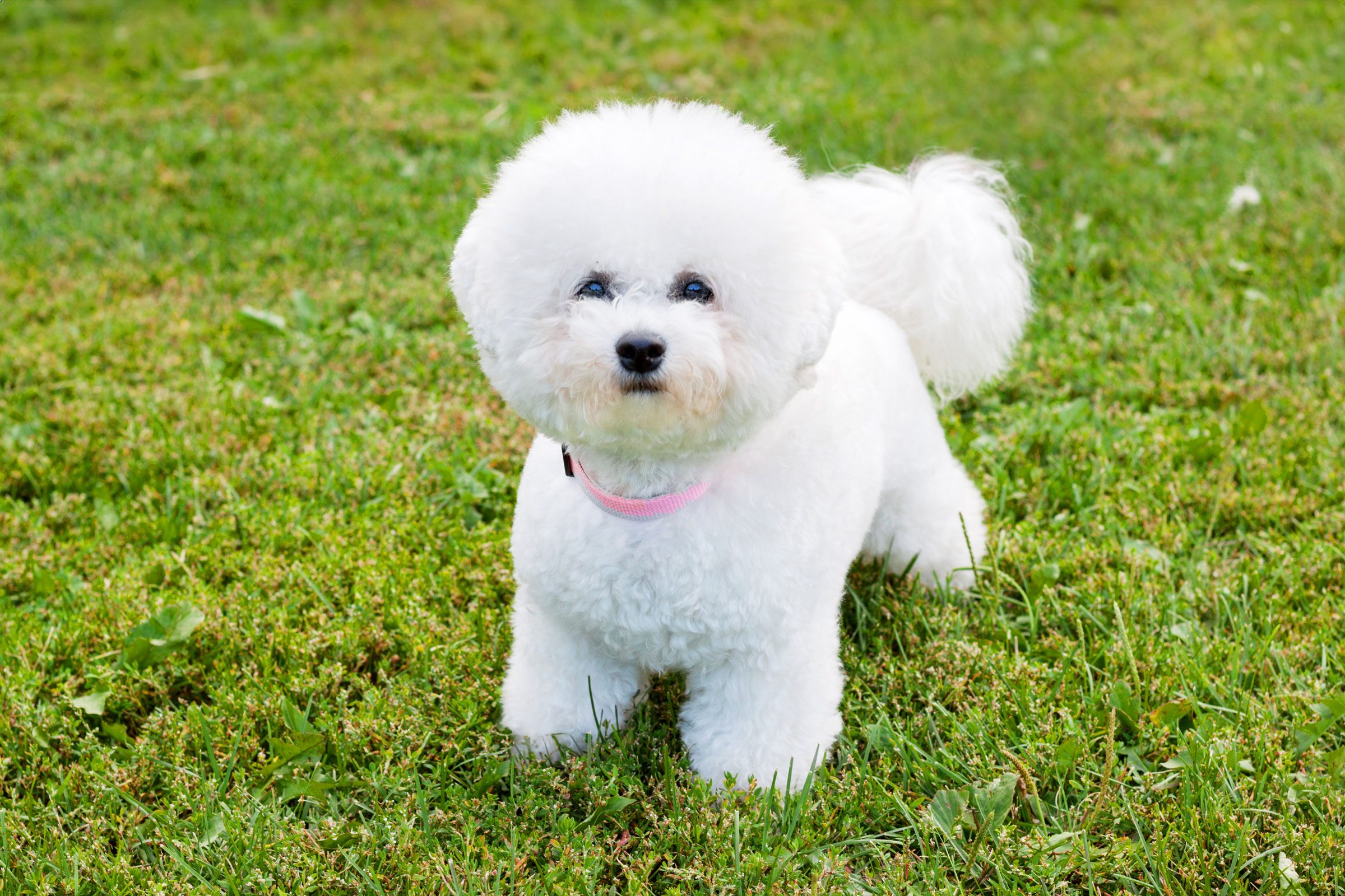 Cute Bichon Frise dog in the grass