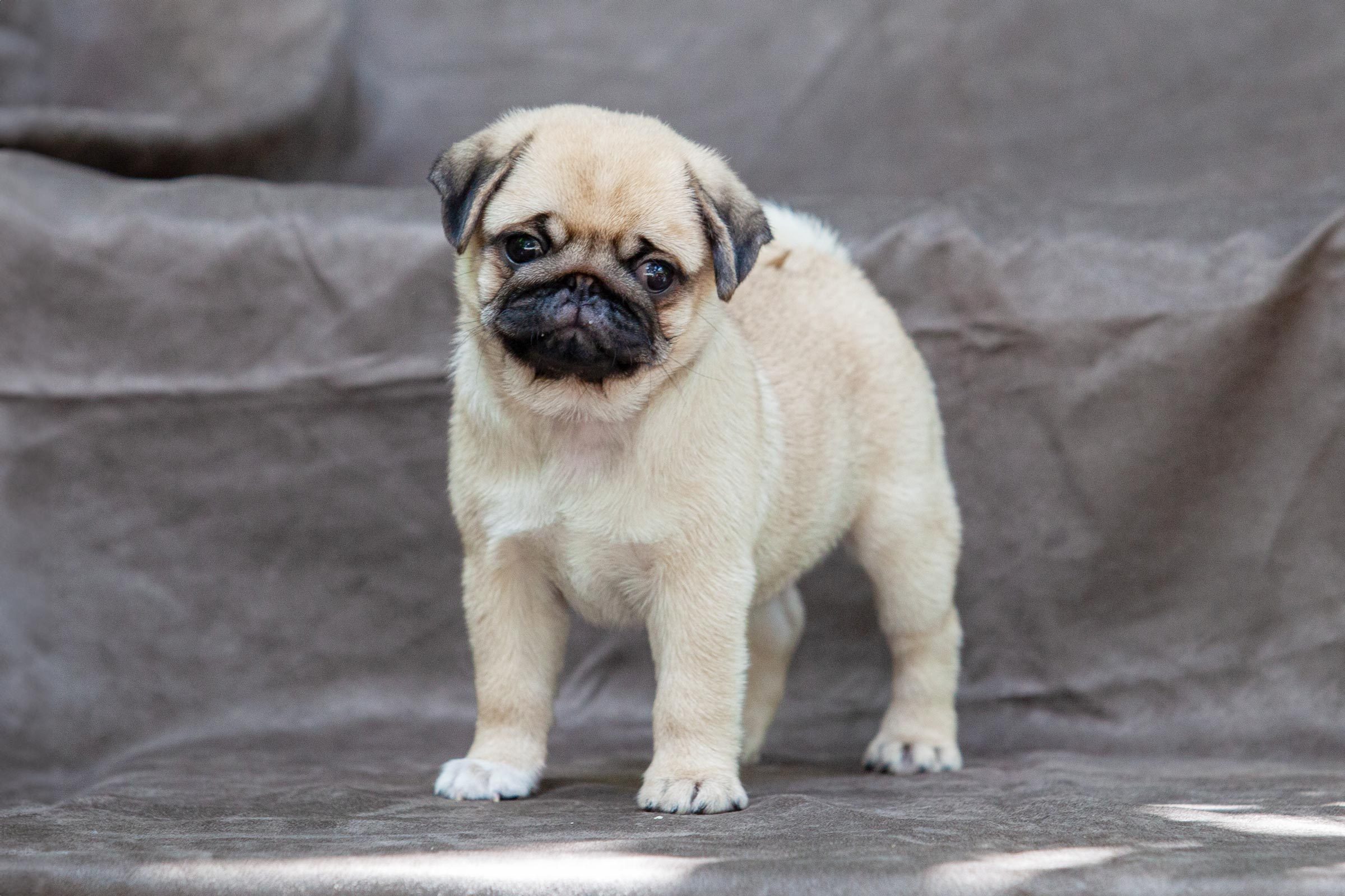 small teacup pug