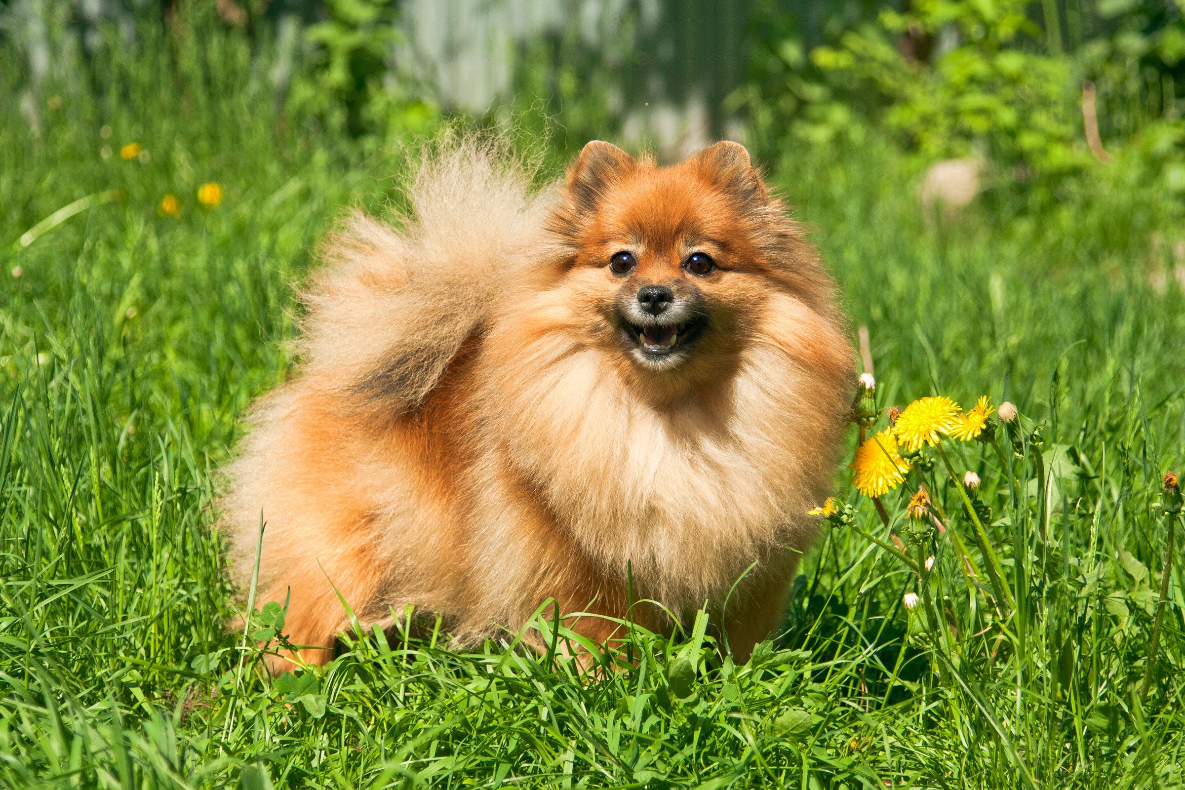 Cute Pomeranian Dog in the grass