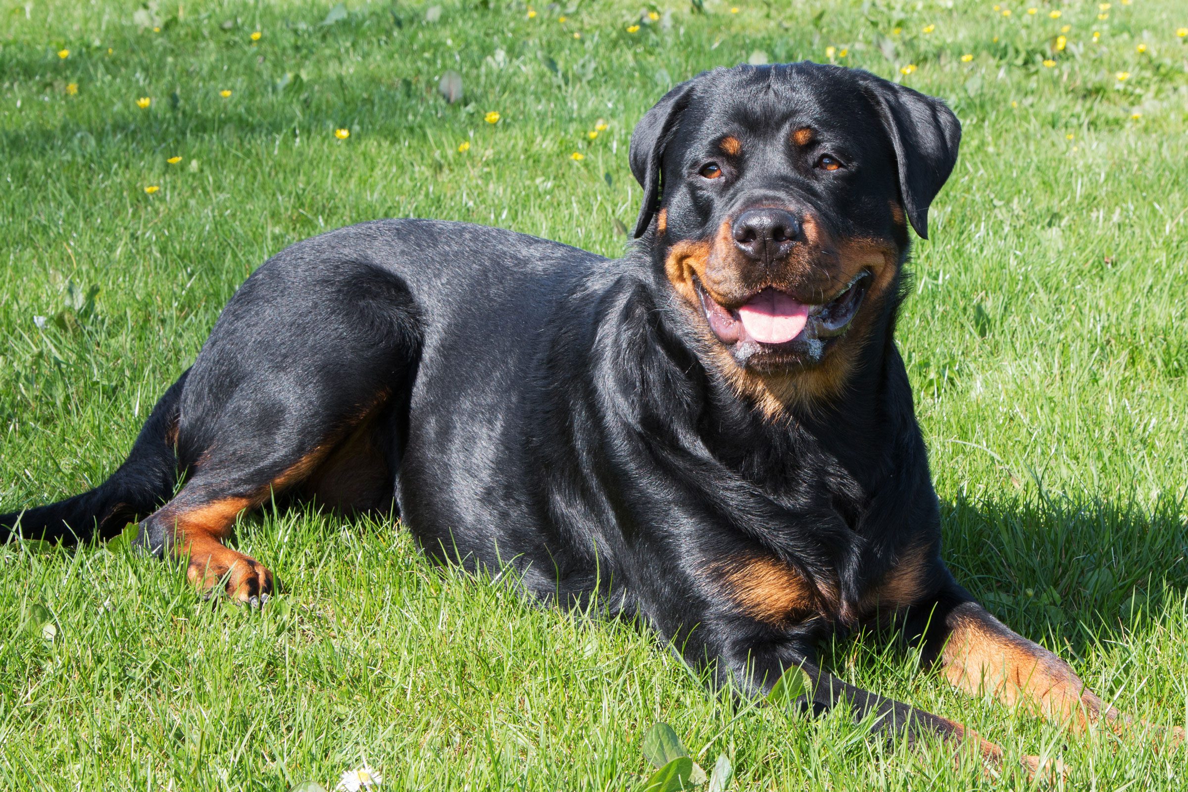 Gettyimages 1223679327 Cute Rottweiler Dog Jvedit2