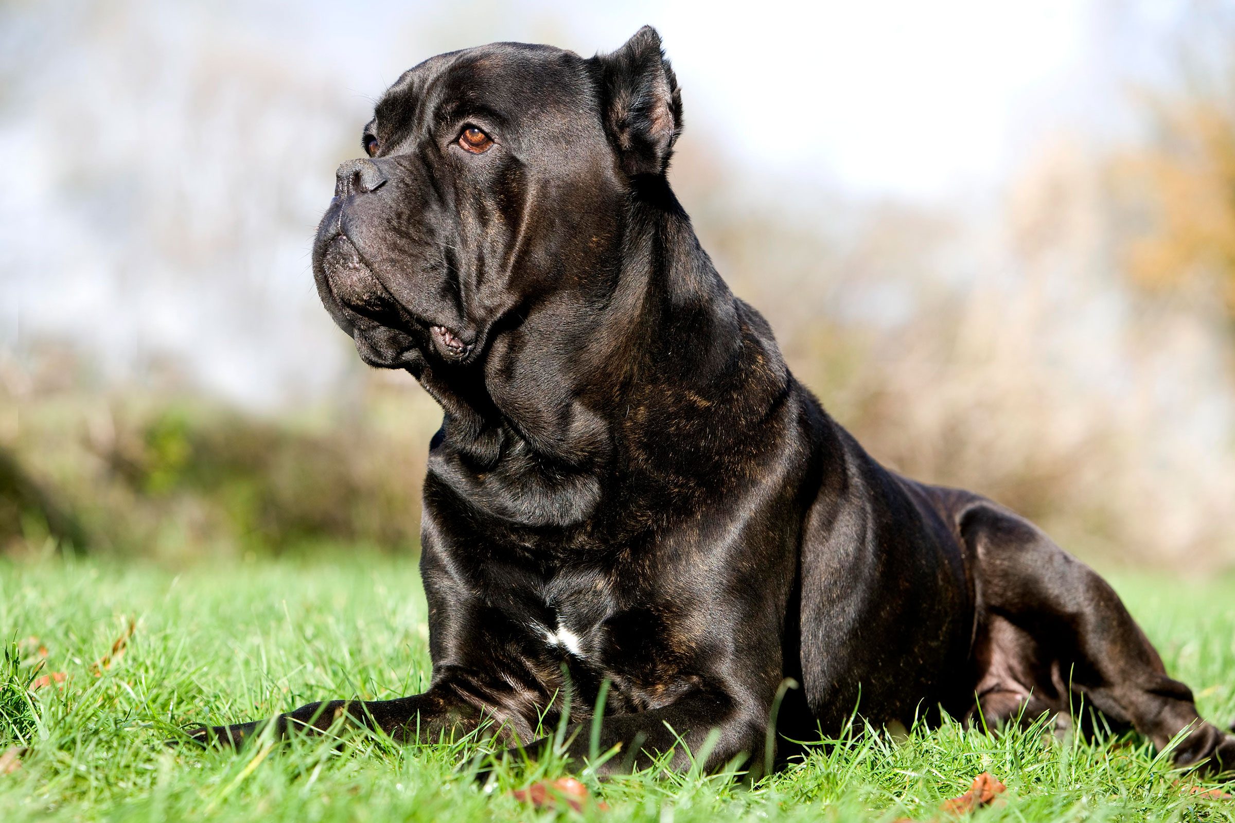 Cane Corso outside