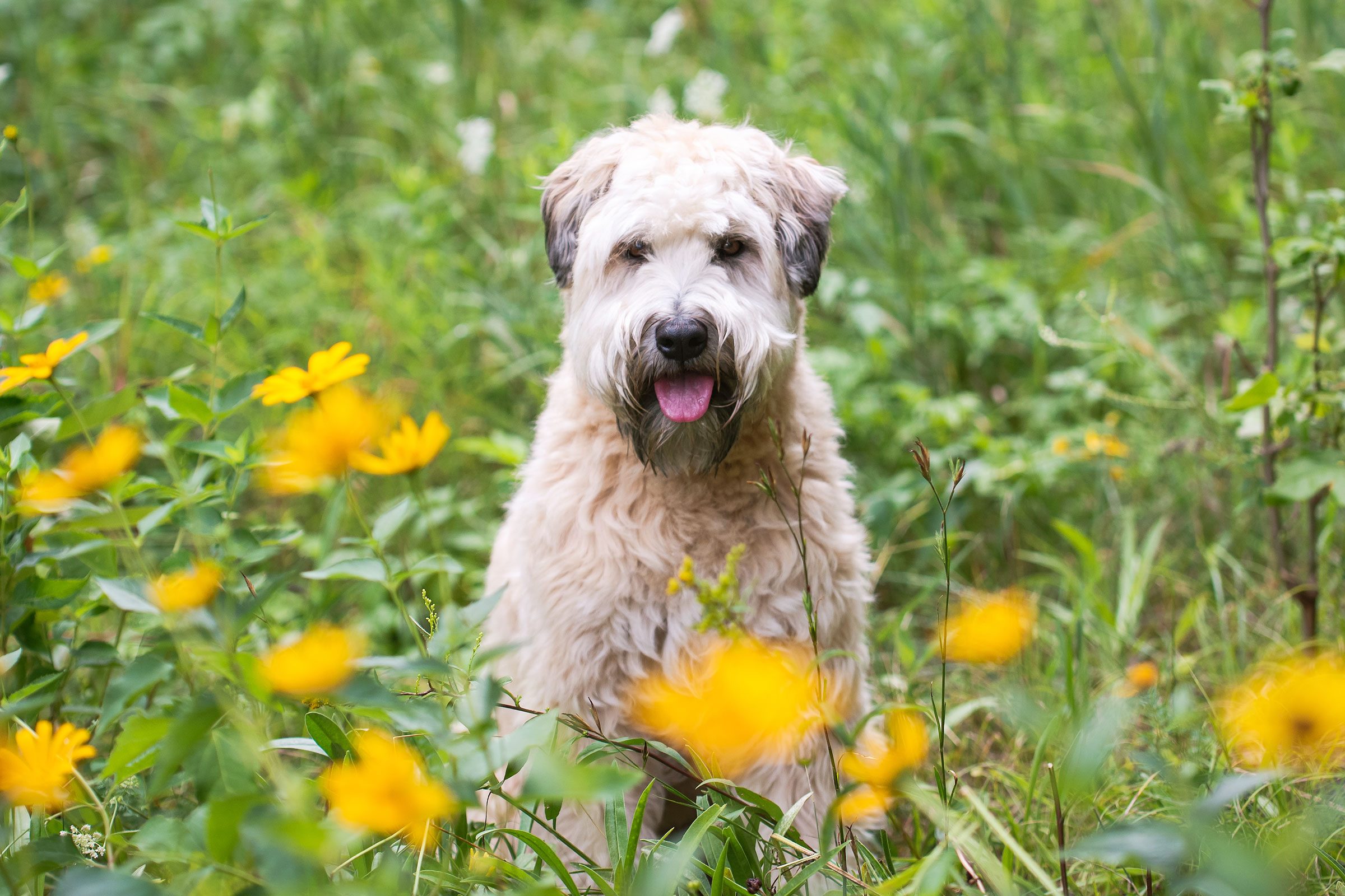 Wheaten Terrier