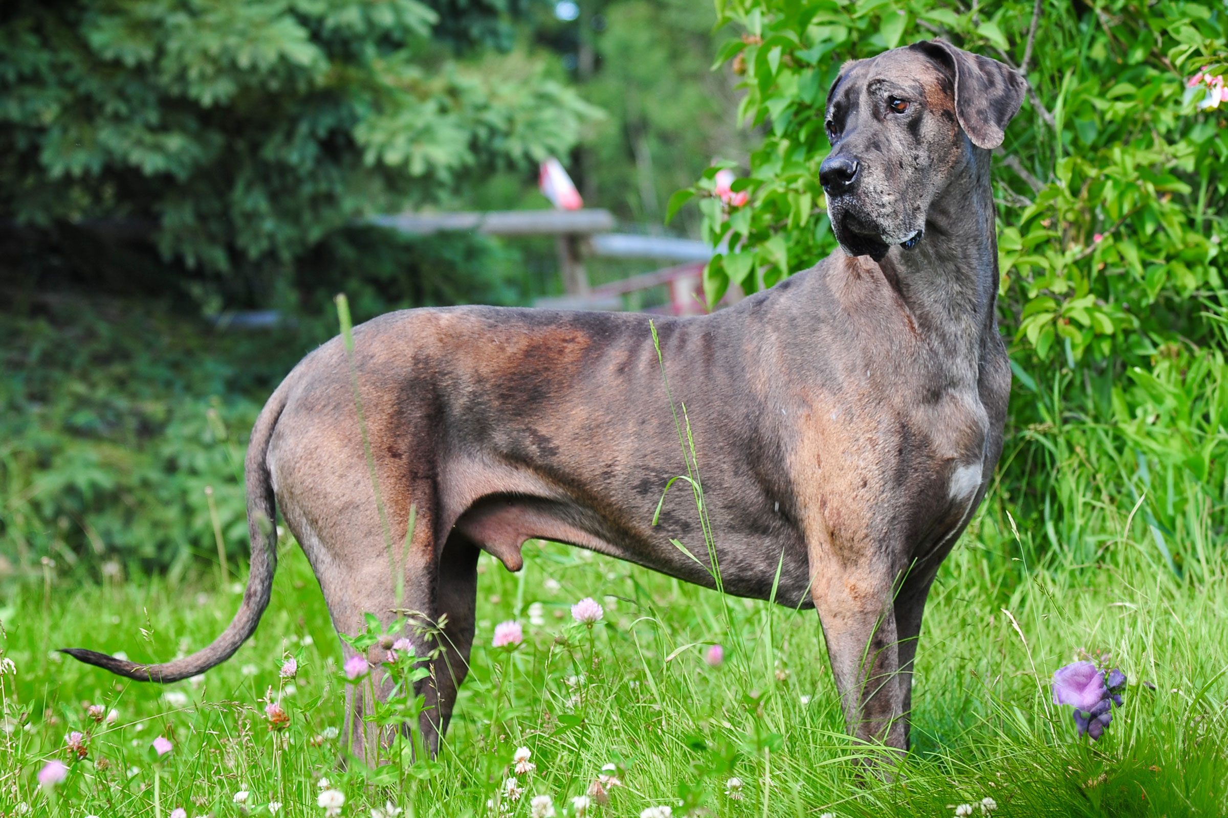 big cute Great Dane outside in a grassy garden