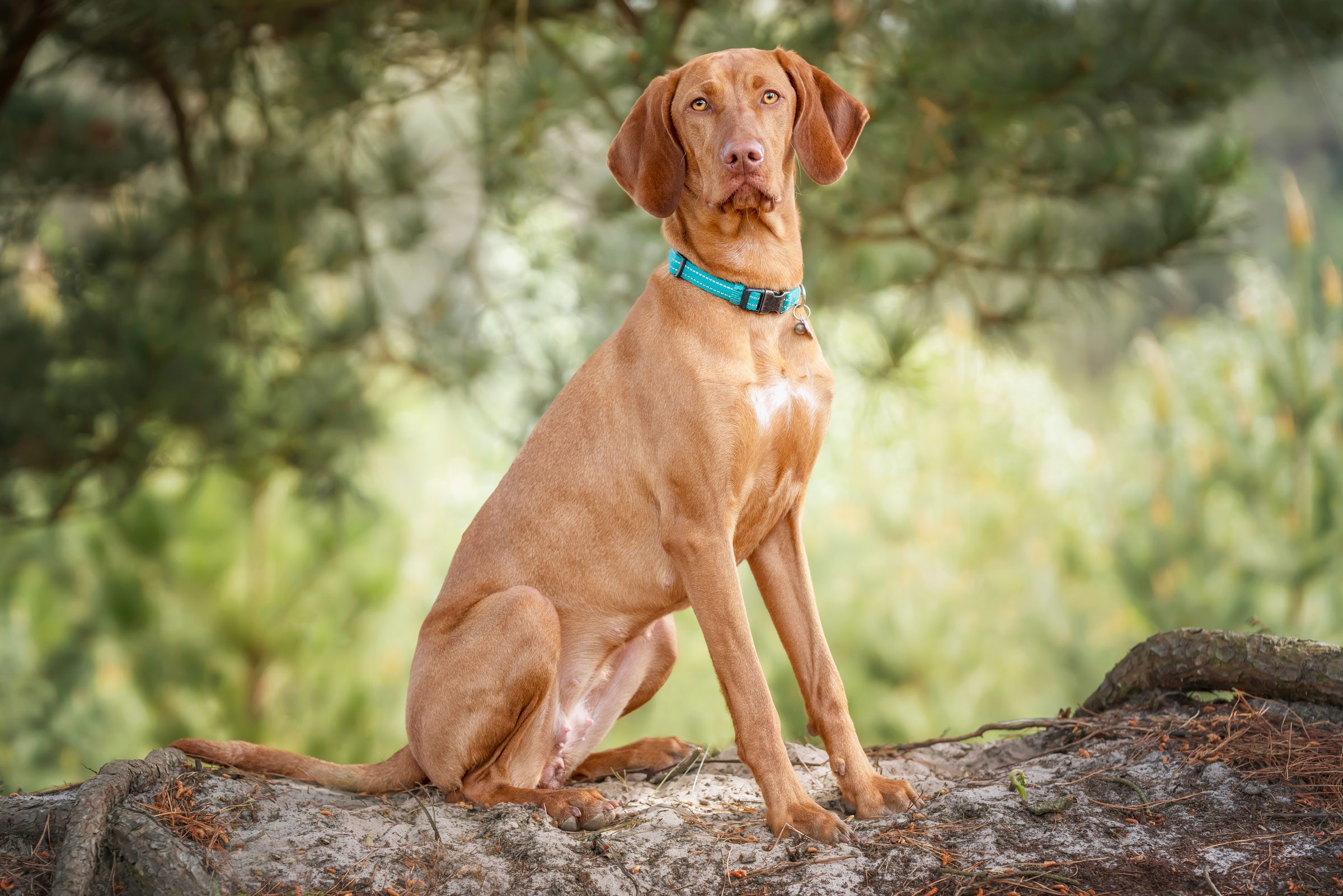 cute vizsla in the woods