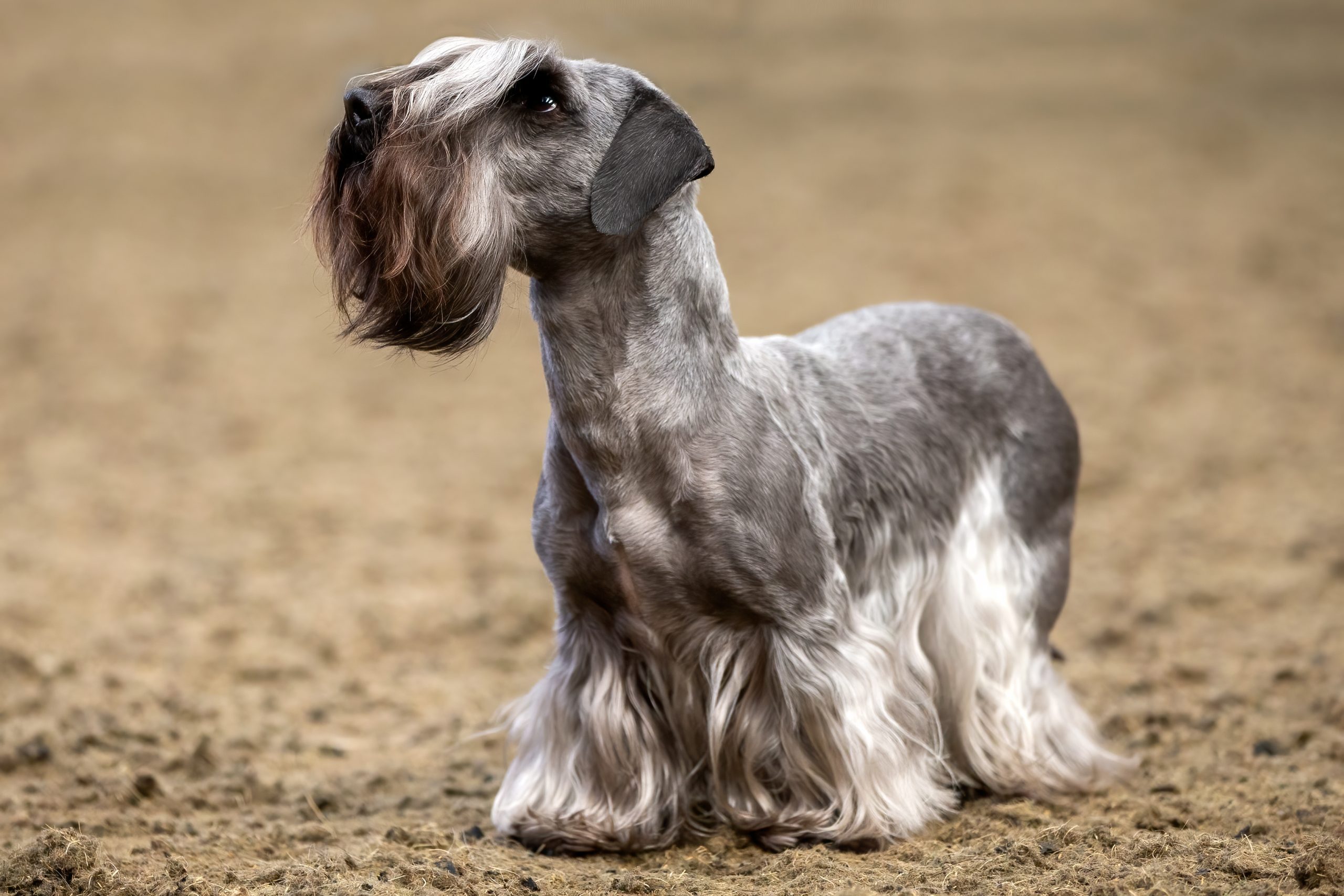 Cesky Terrier