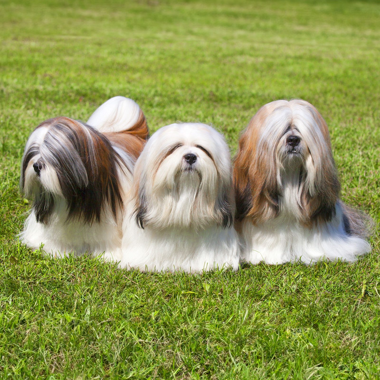 Three fluffy dogs sit calmly on green grass, surrounded by an outdoor landscape.