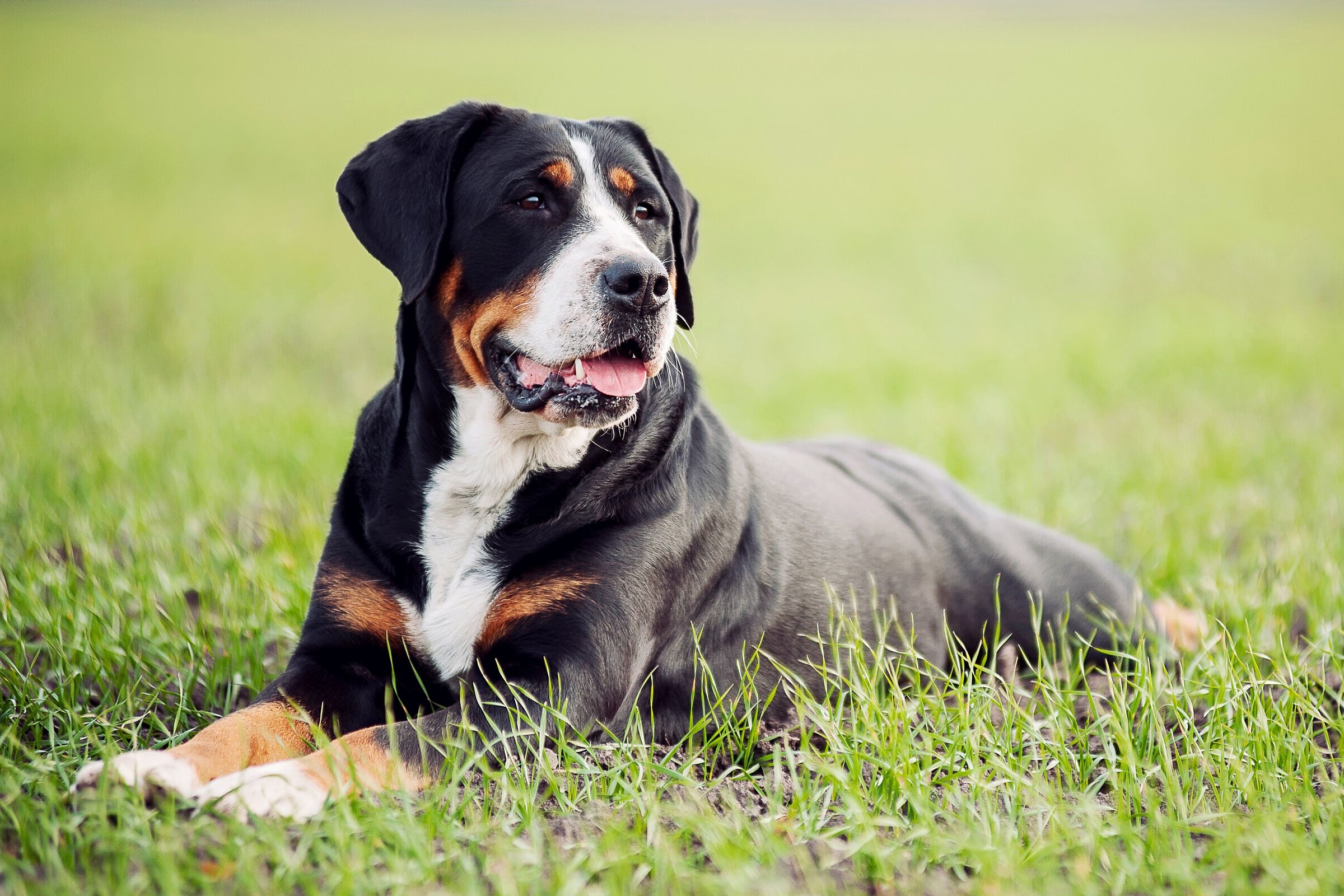 greater swiss mountain dog