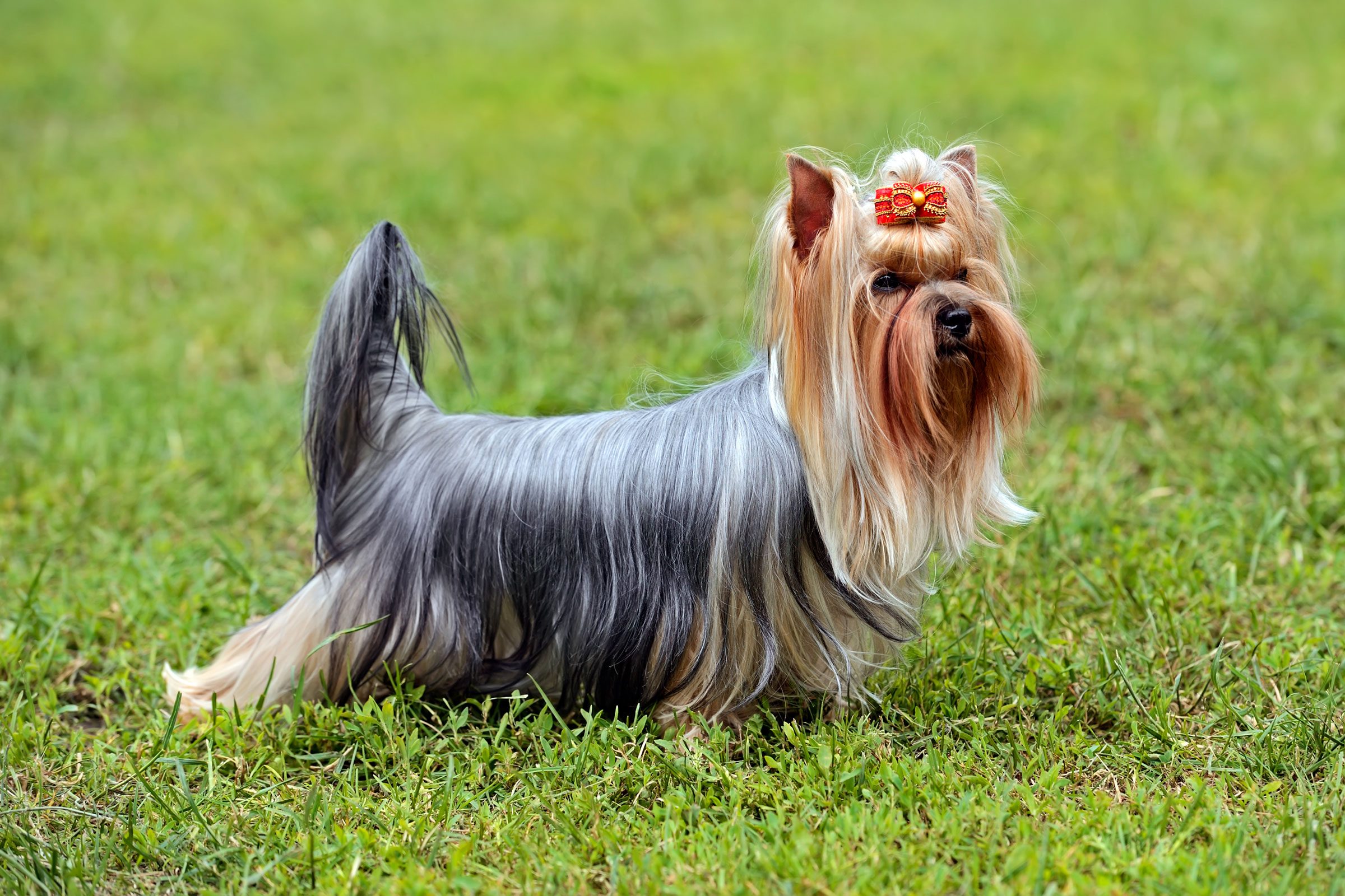 Yorkie Dog in the grass