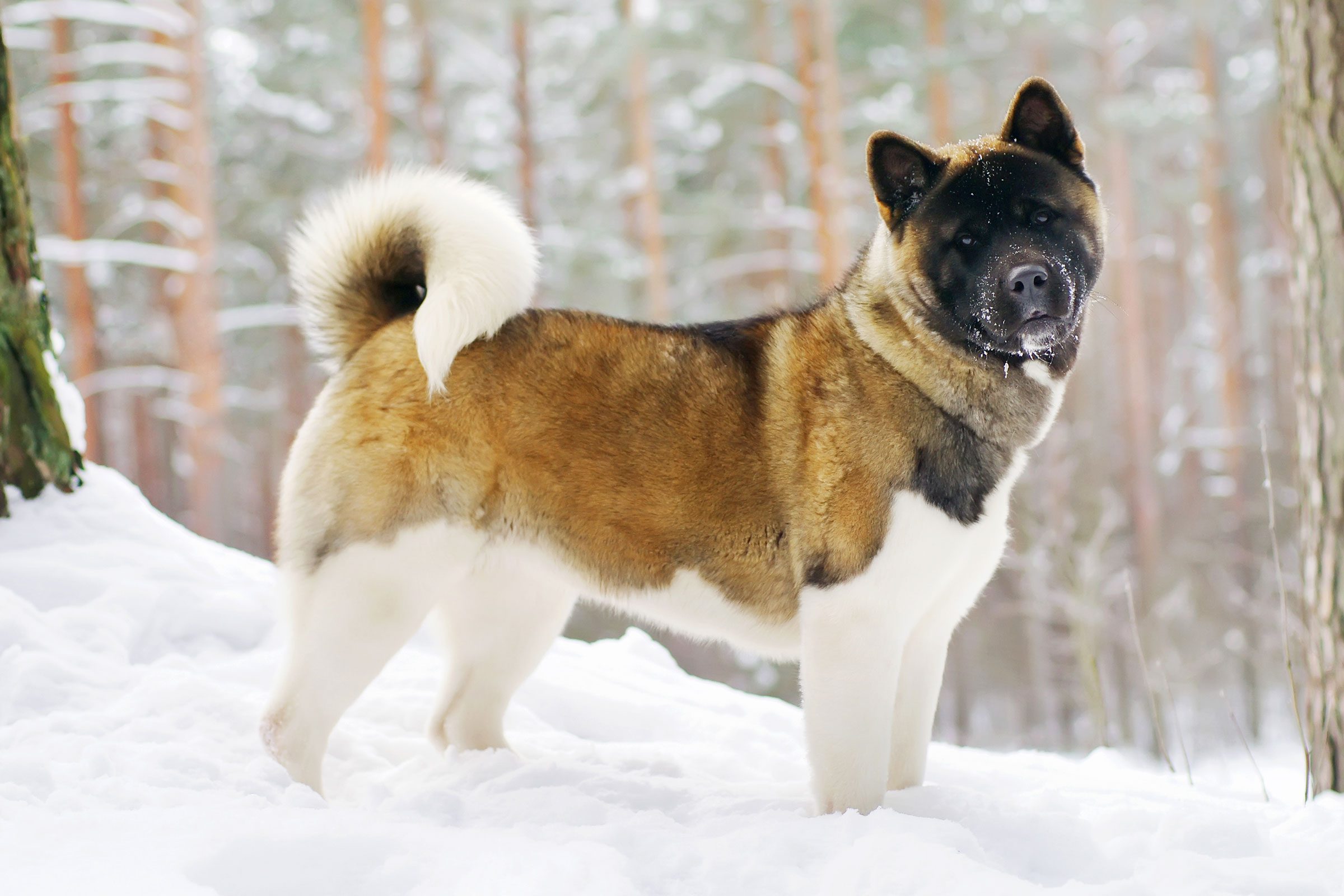 Akita Dog