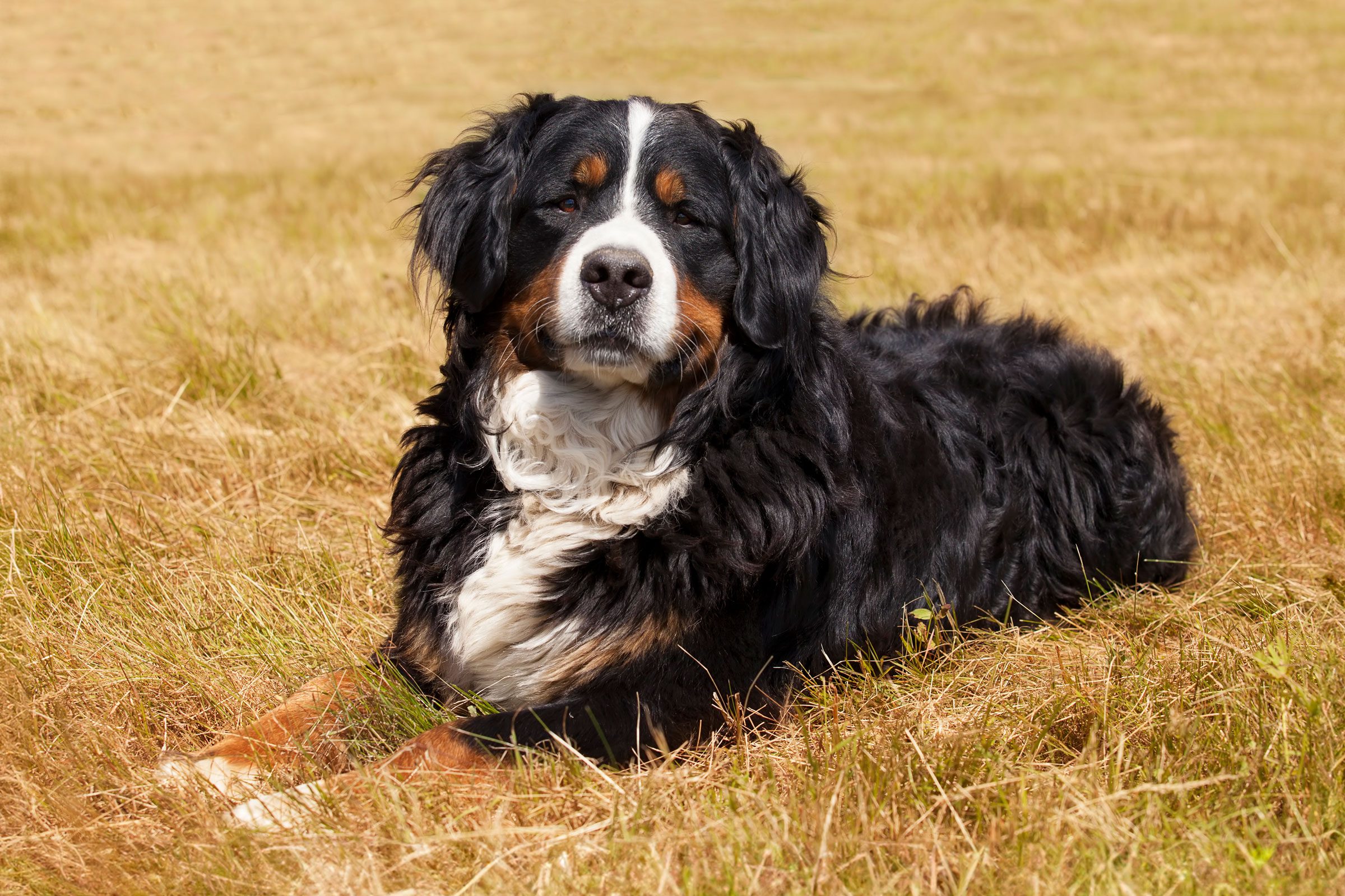 cute Bernese Mountain Dog outside