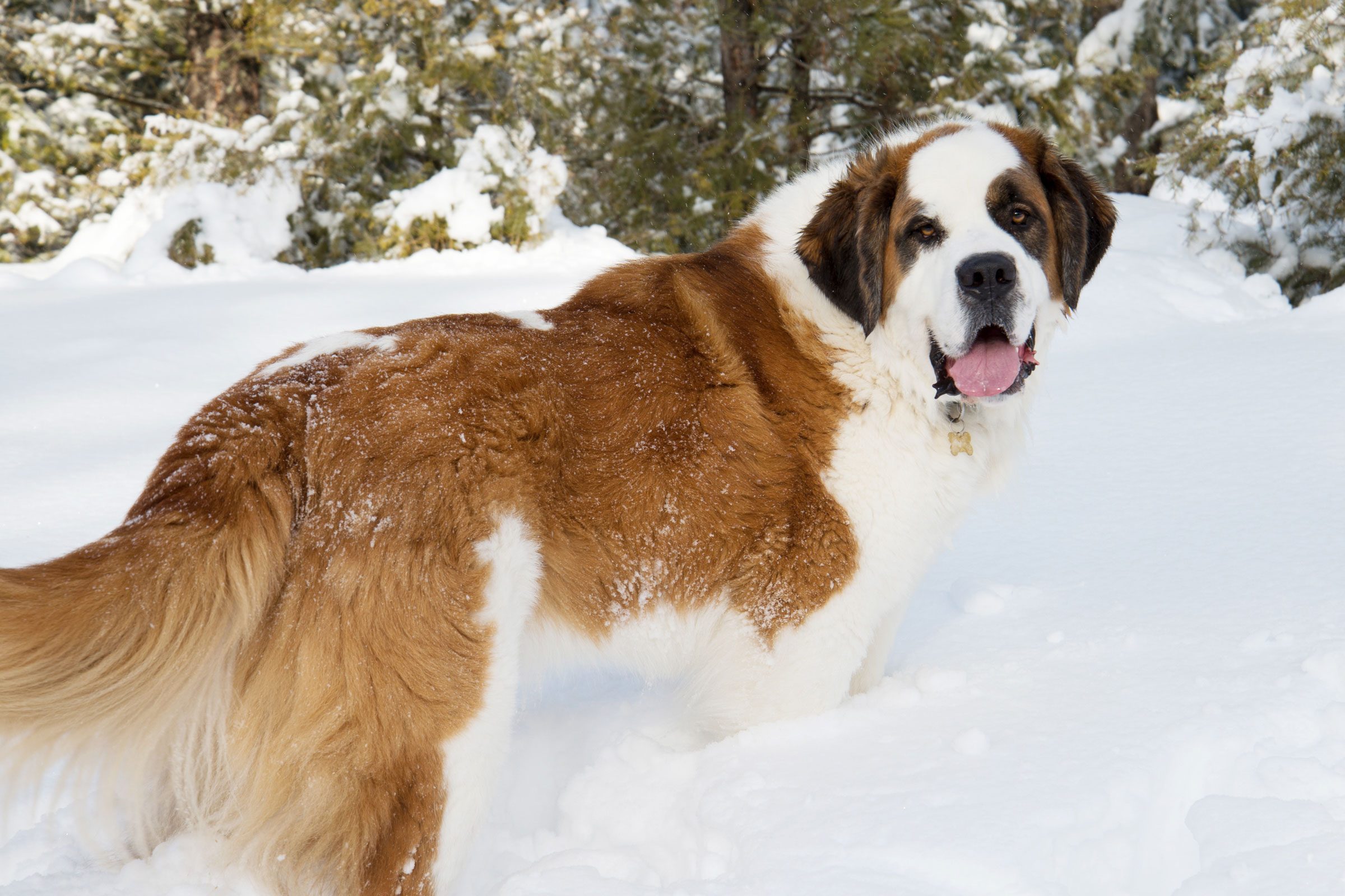 Gettyimages 856388558 Saint Bernard Jvedit2