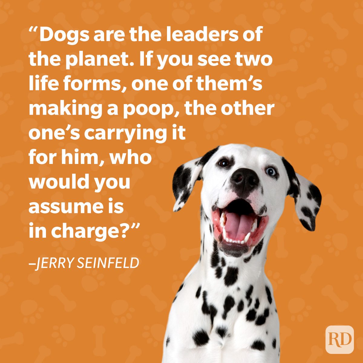 Dalmatian sits happily, mouth open, against orange background with pawprints. White text quotes Jerry Seinfeld about dogs leading humans.
