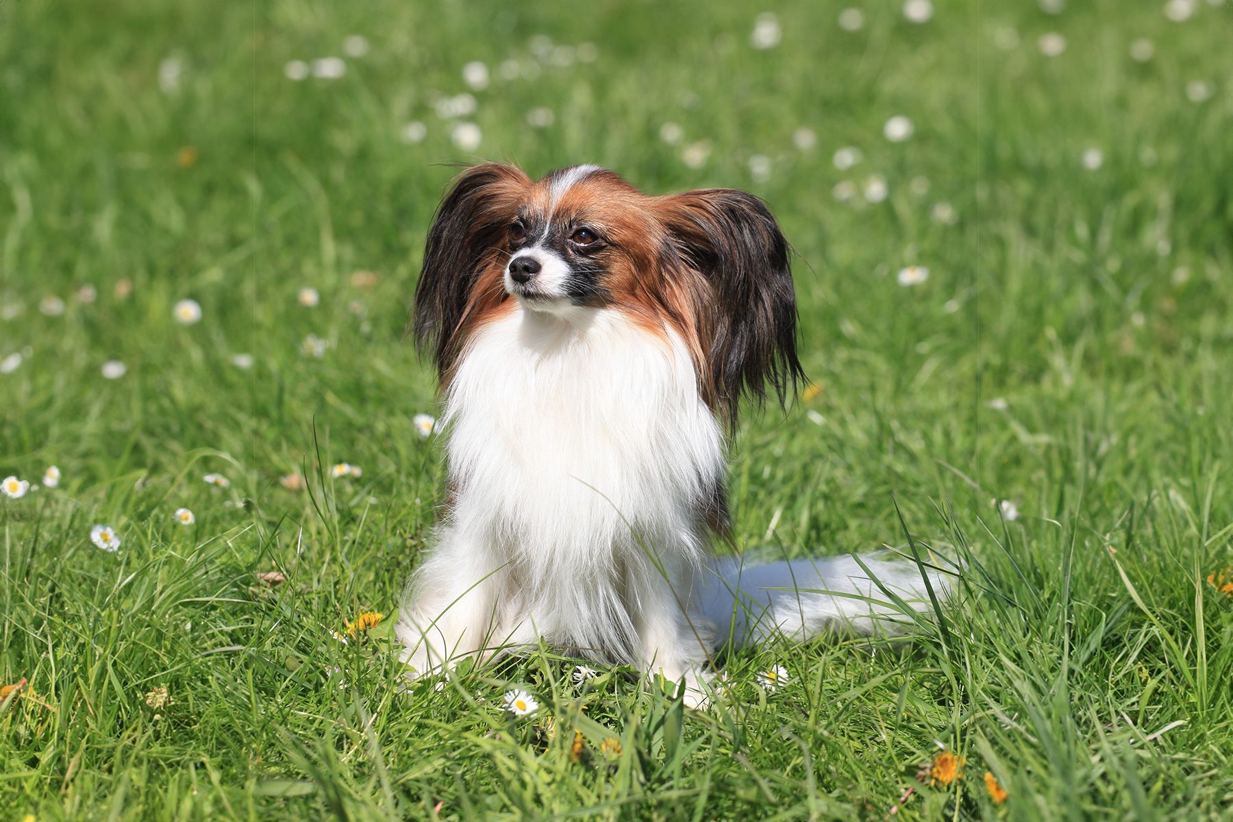 Papillon Gettyimages 164642730 Ssedit