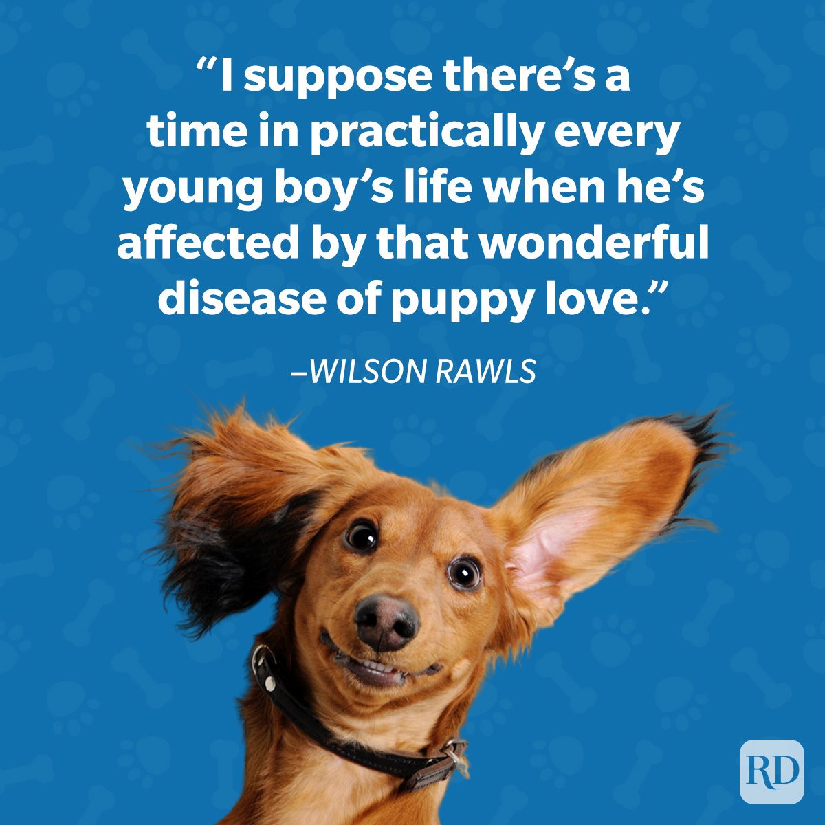 Dog tilts head, ears flying in excitement against blue background with text by Wilson Rawls about "puppy love."