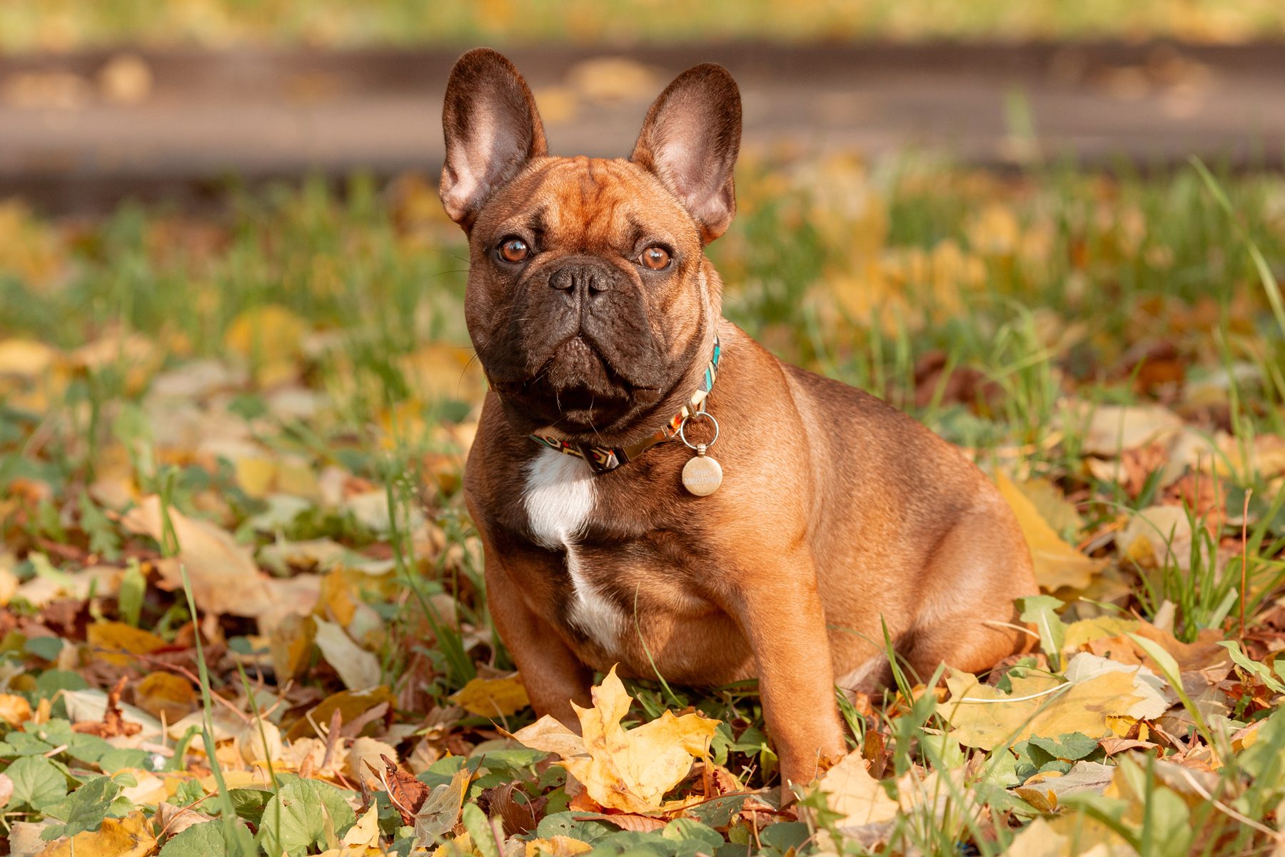 A brown French Bulldog sits calmly among autumn leaves in a grassy park setting.