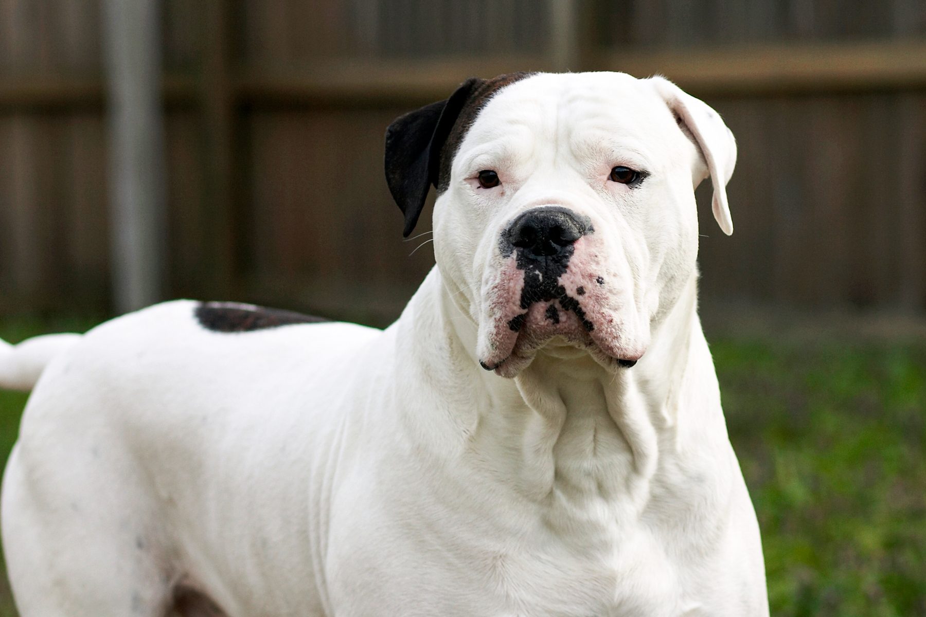 A large white dog stands alert in a fenced grassy yard, gazing forward.