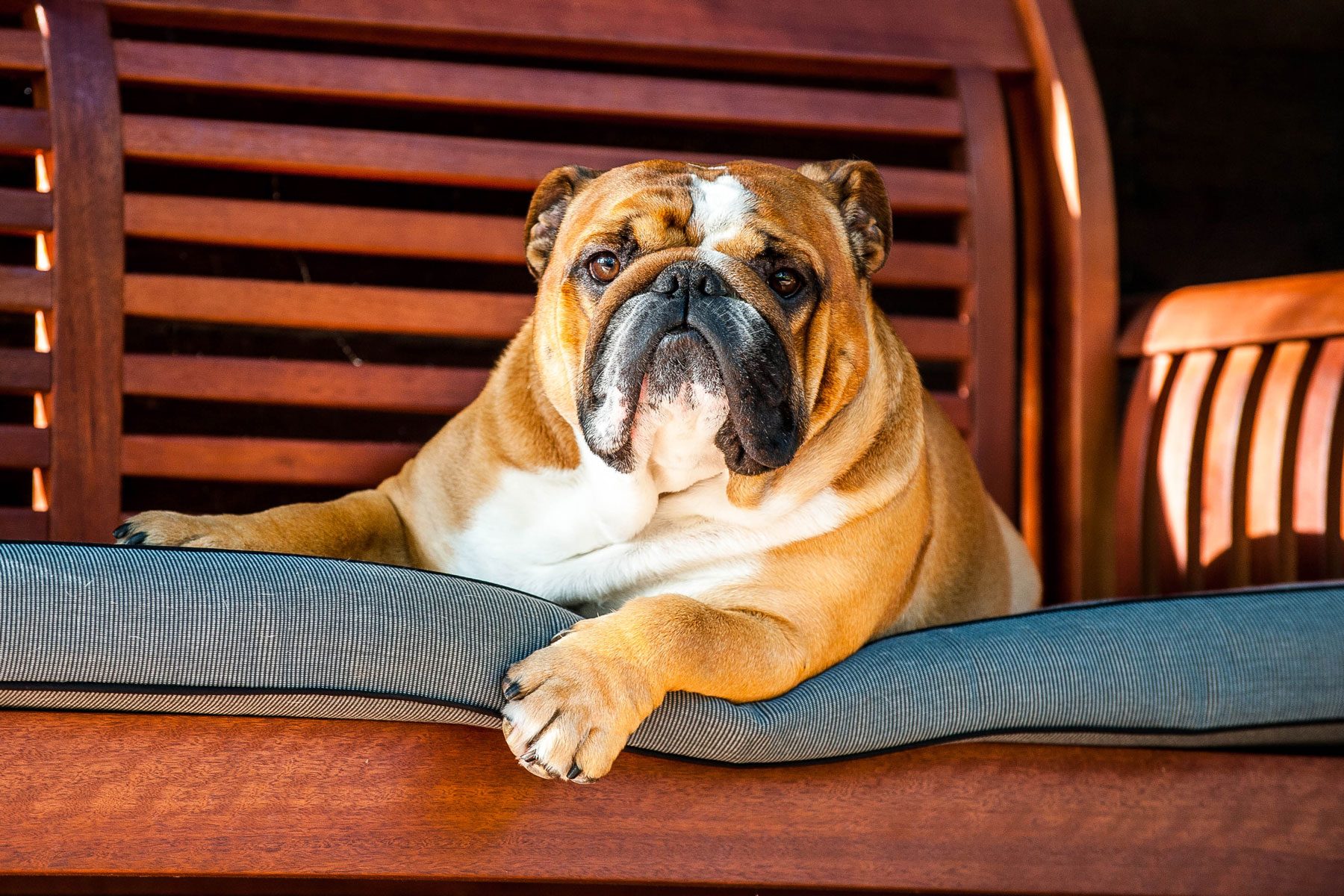 Bulldog resting on a cushioned bench, surrounded by wooden slats in a cozy outdoor setting.