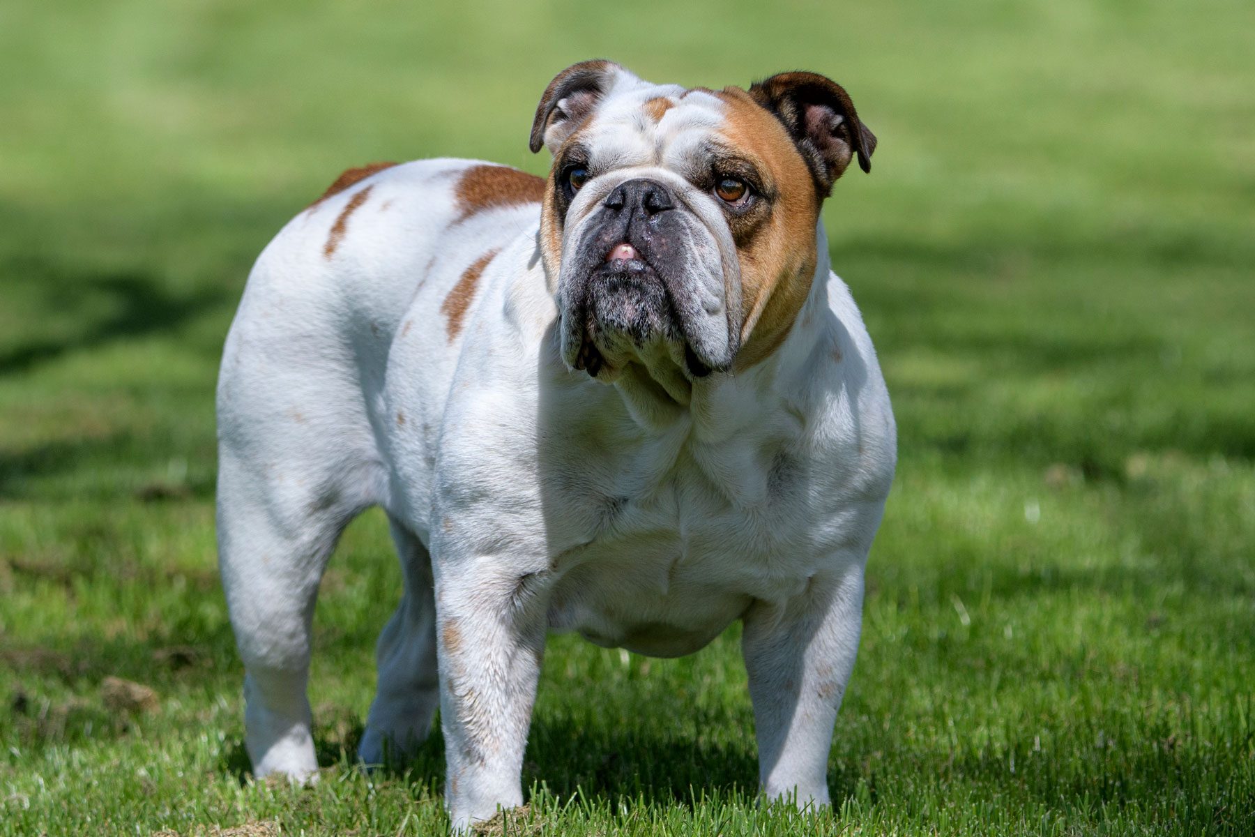 Bulldog stands still on lush green grass, under bright daylight, displaying a muscular build and wrinkled face.