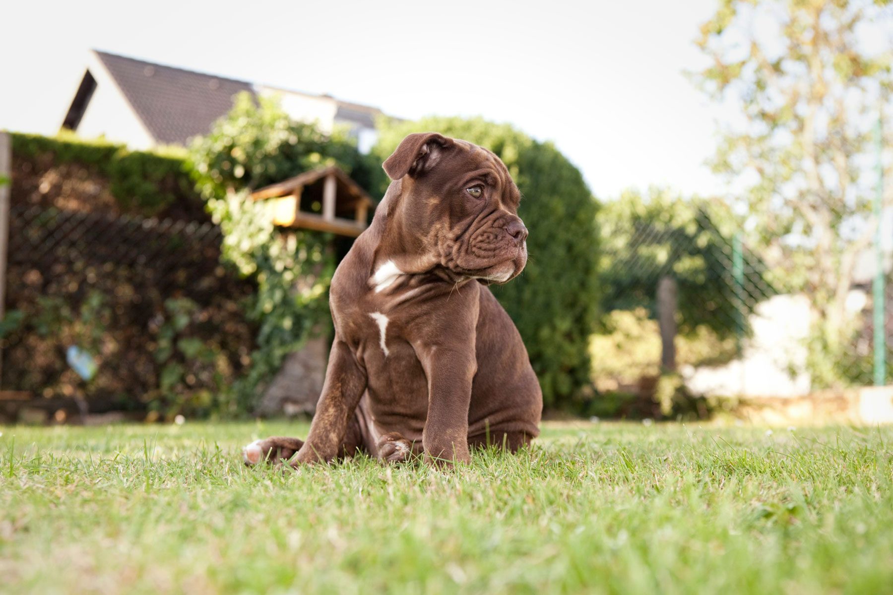 Brown puppy sits alertly on grass, surrounded by a lush garden with trees and a house in the background.