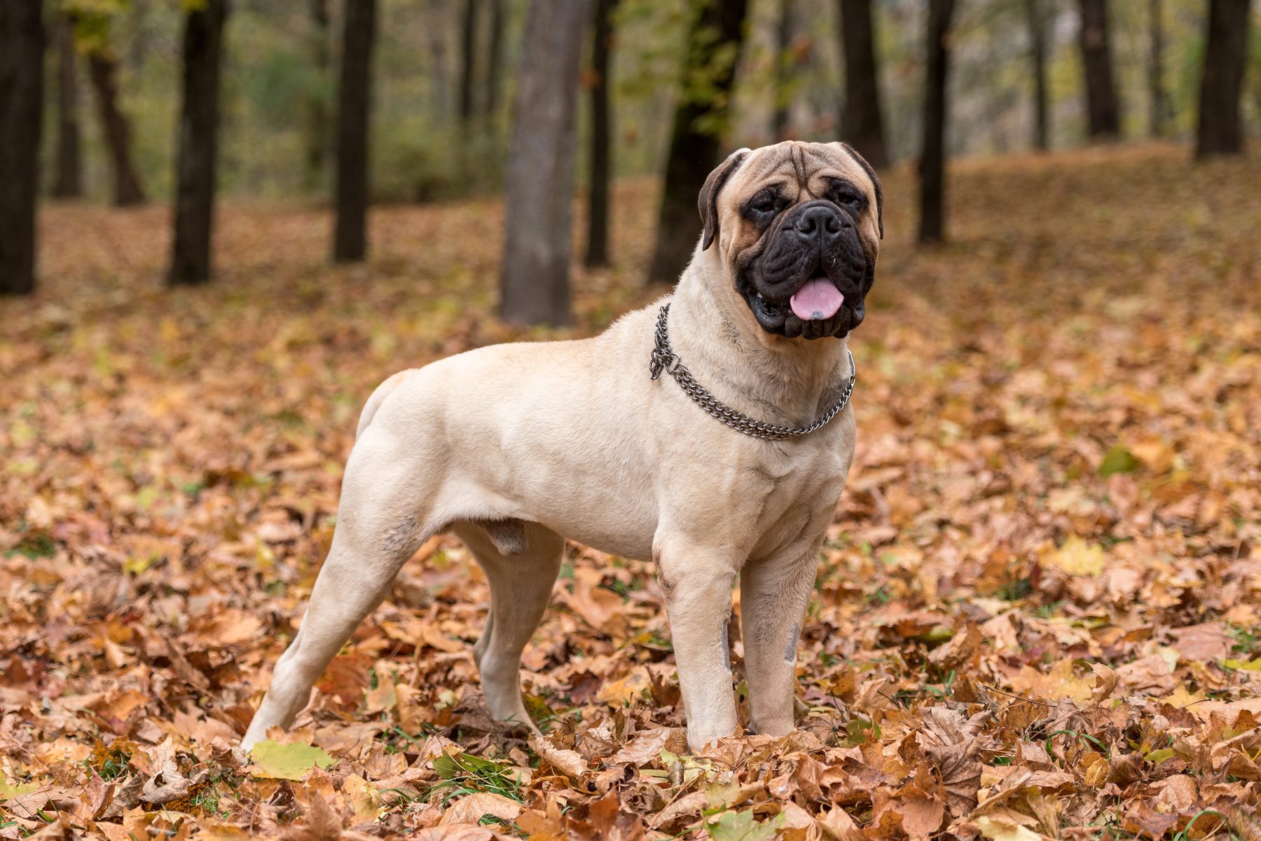 A large dog stands alert, tongue out, wearing a chain collar in a forest with fallen autumn leaves.