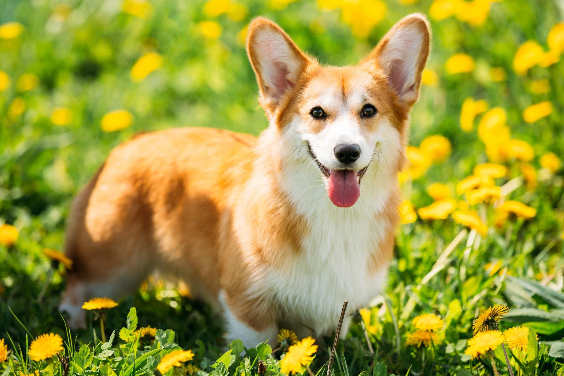 Pembroke Welsh Corgi Dog Puppy Playing In Green Summer Grass