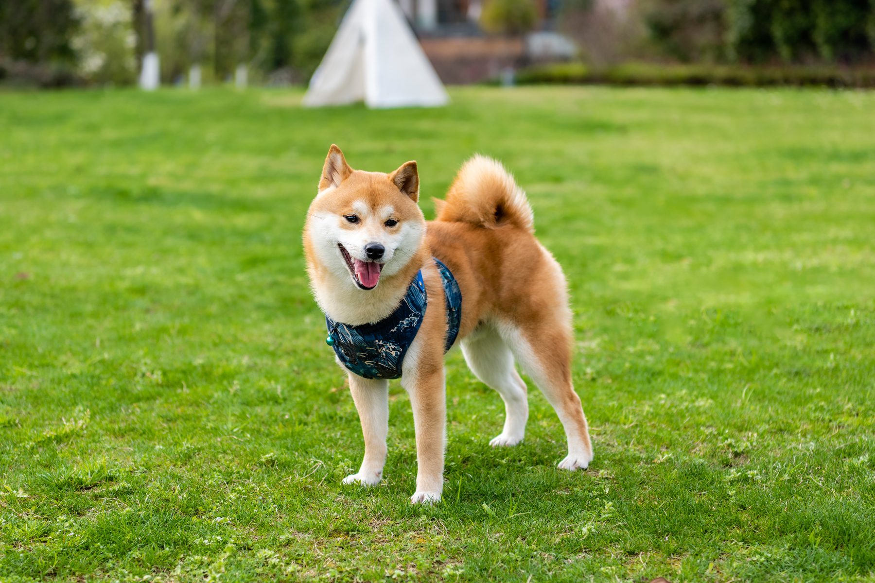 Japanese pet shiba inu