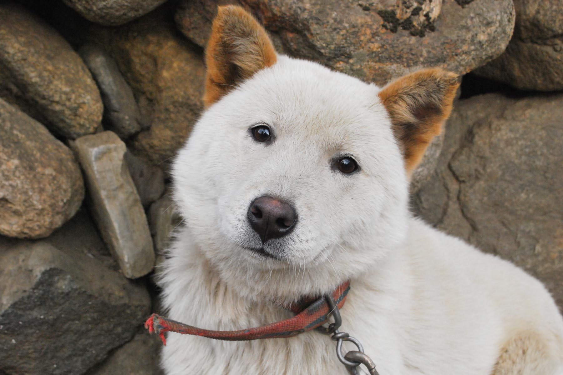 A jindo breed farm dog