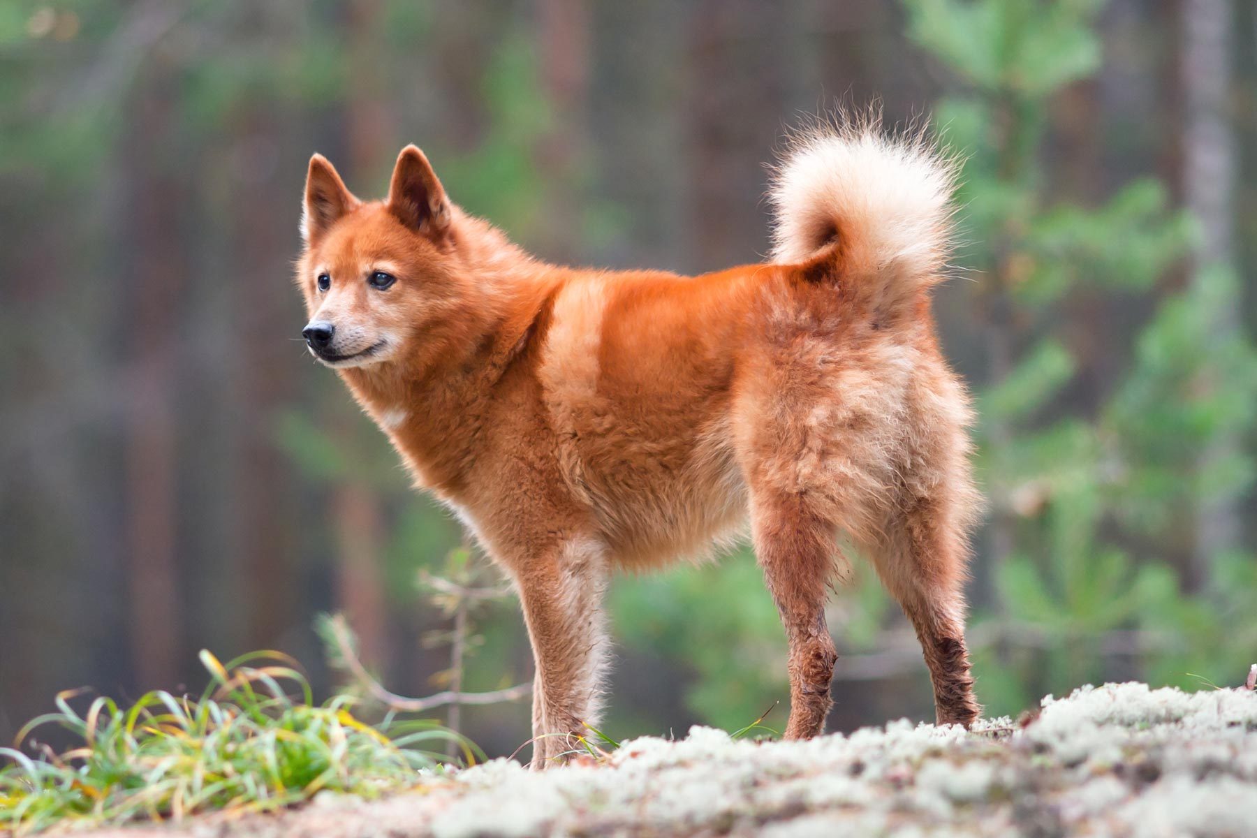 Finnish spitz on a rock 