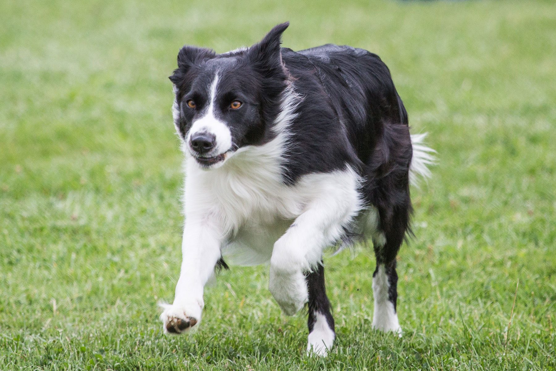 Border Collie Running