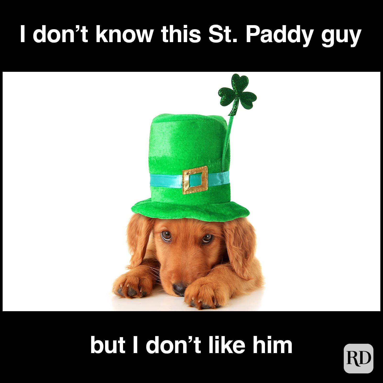 St. Patrick’s Day Meme of a cute dog scared of St. Patrick.