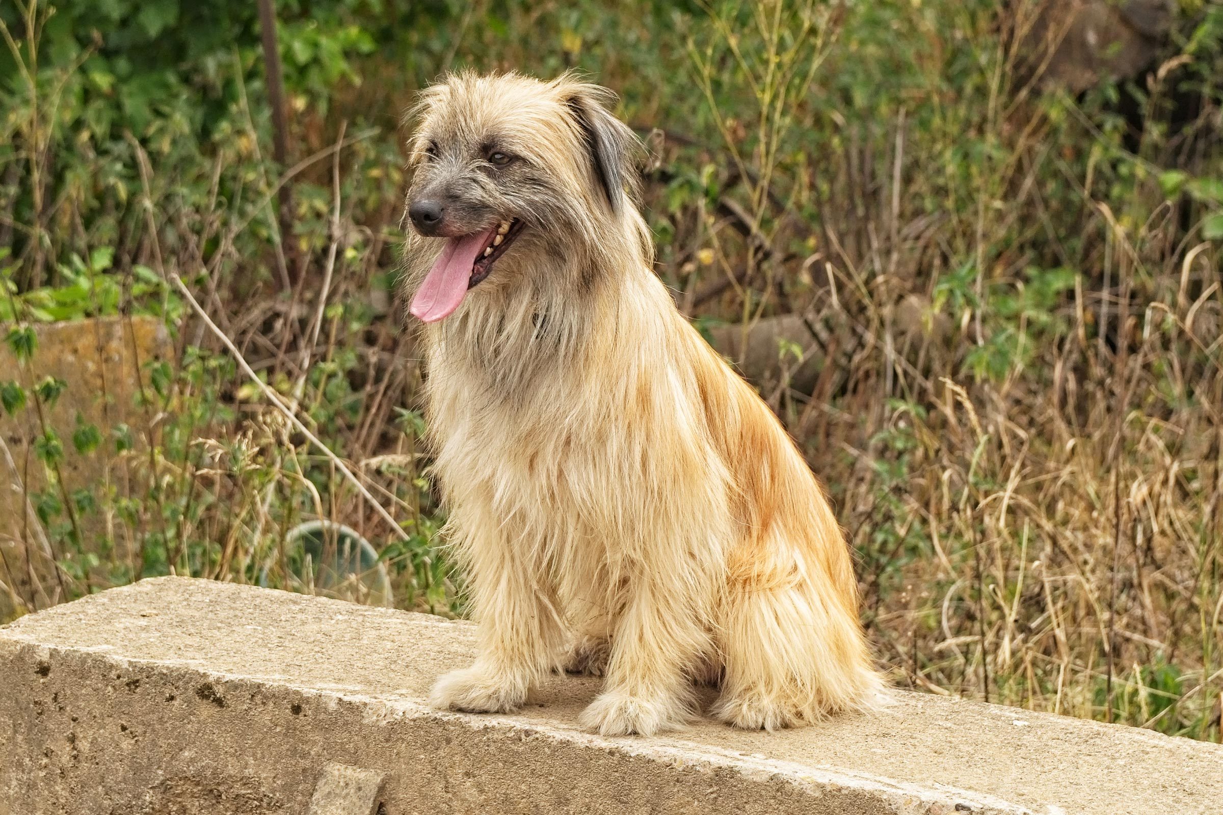 Pyrenean shepherd