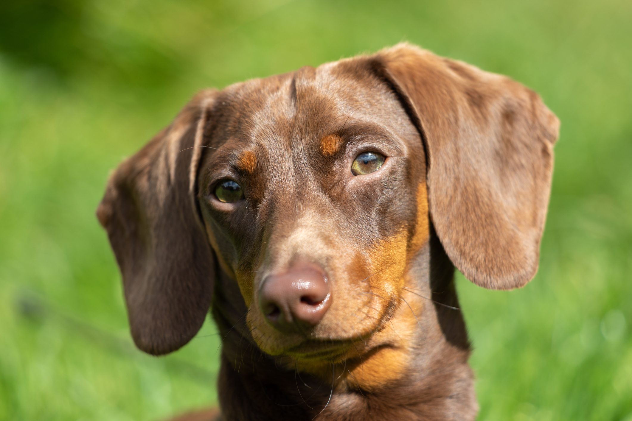Cute little dachshund