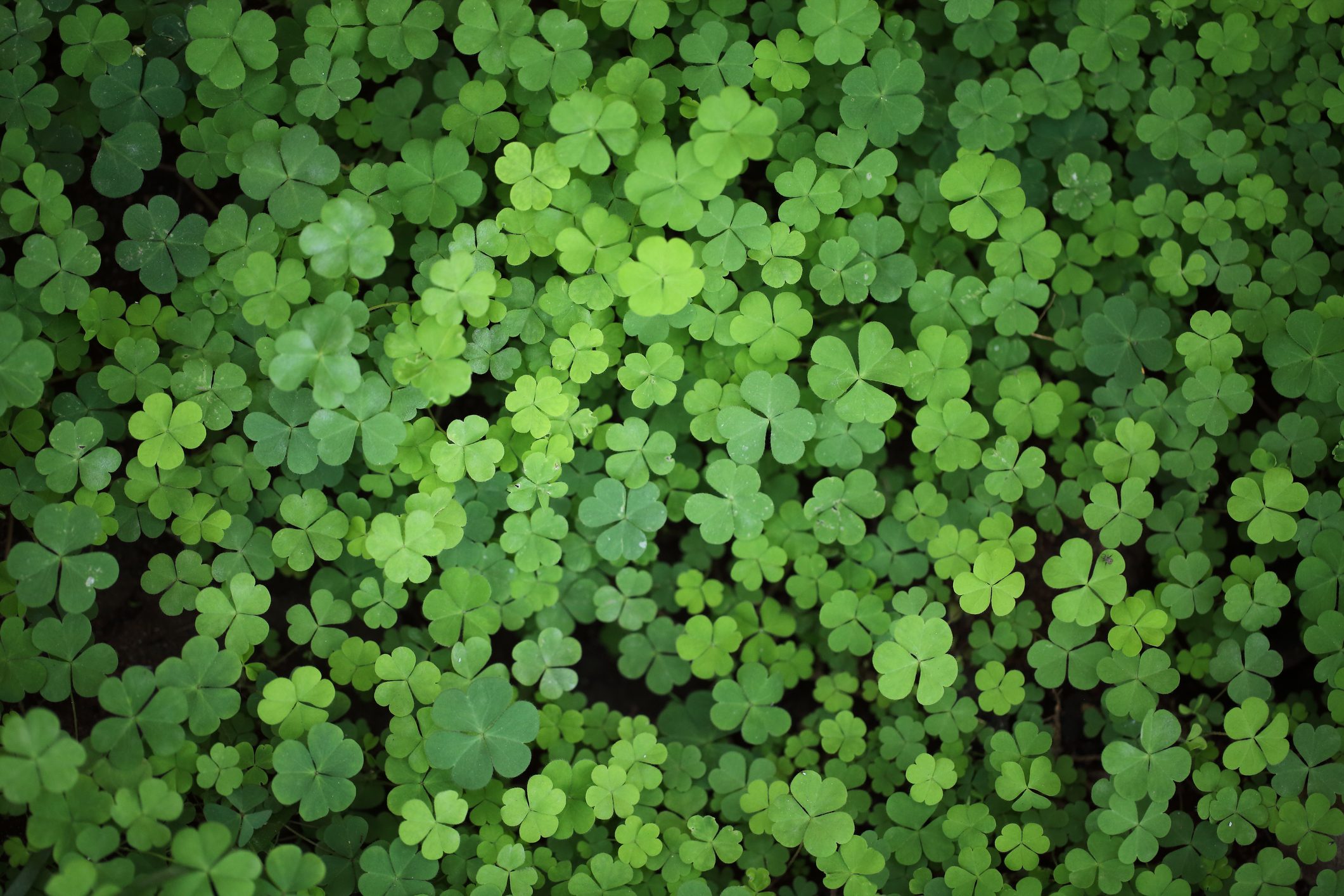 Three leaf clovers -Shamrock leaves close up