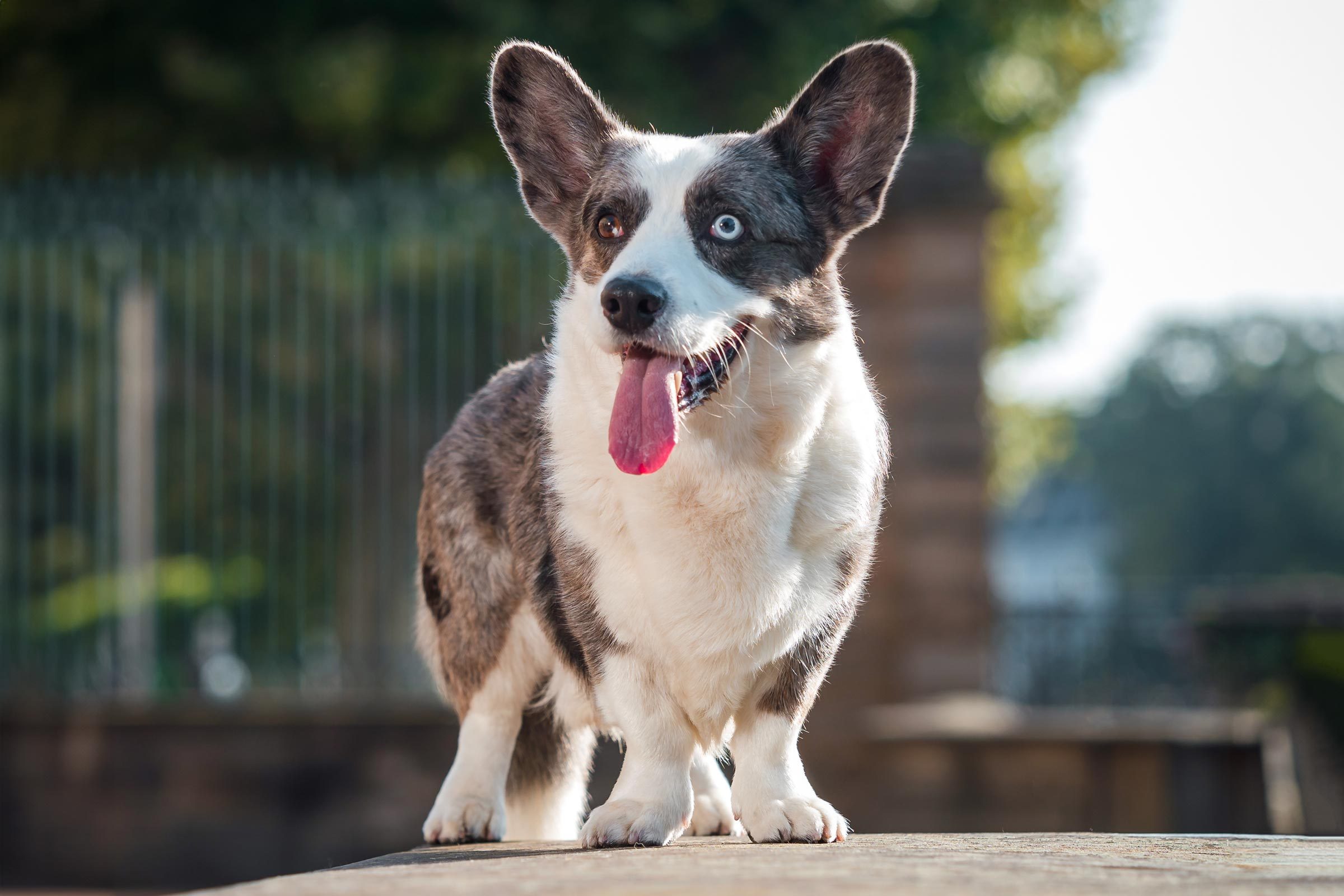Dog stands panting on a stone ledge, outdoor park setting with trees and a metal fence in the background.