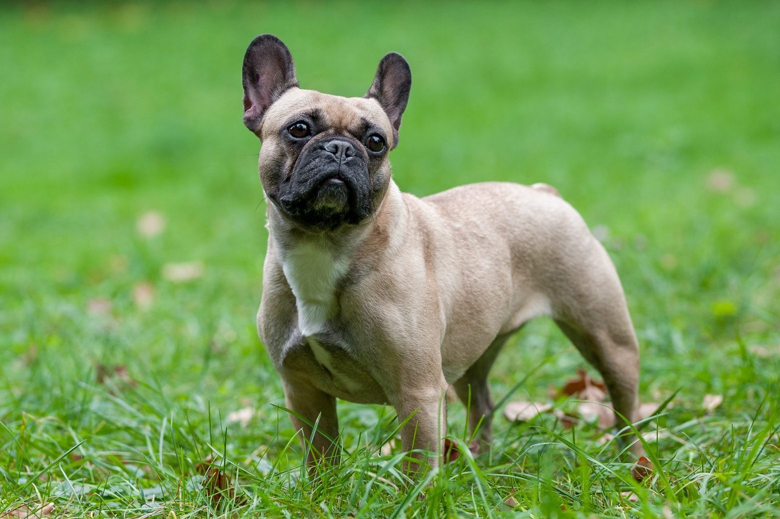 A French Bulldog stands alert in a grassy field, surrounded by greenery and scattered leaves.