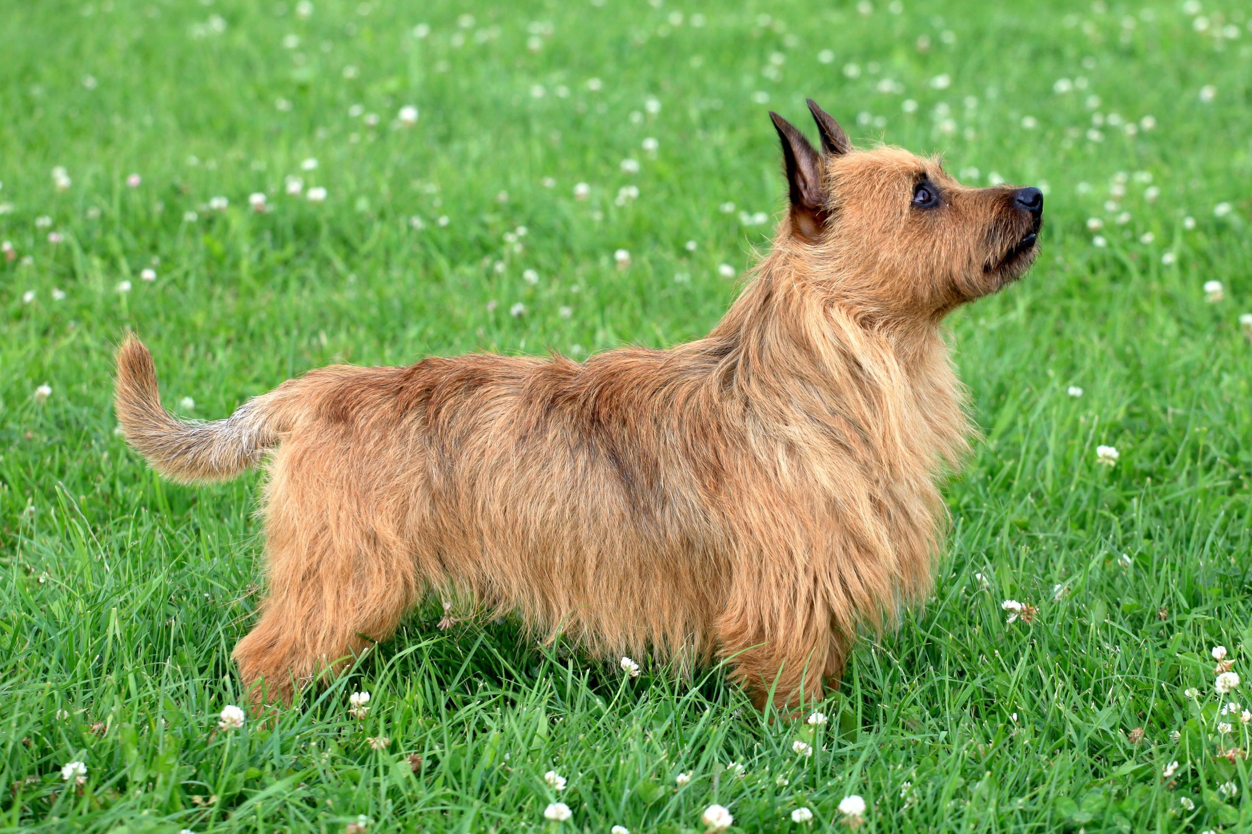 A small, fluffy dog stands alertly in a grassy field dotted with white clover flowers.