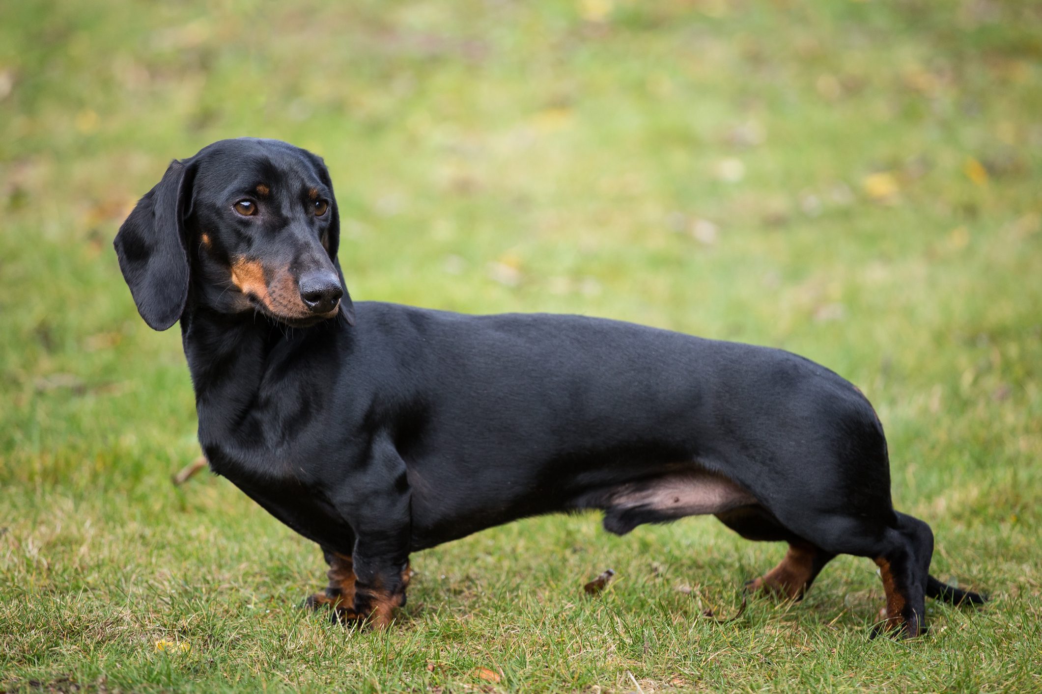 A black dachshund stands alert on green grass, surrounded by a blurred natural background.