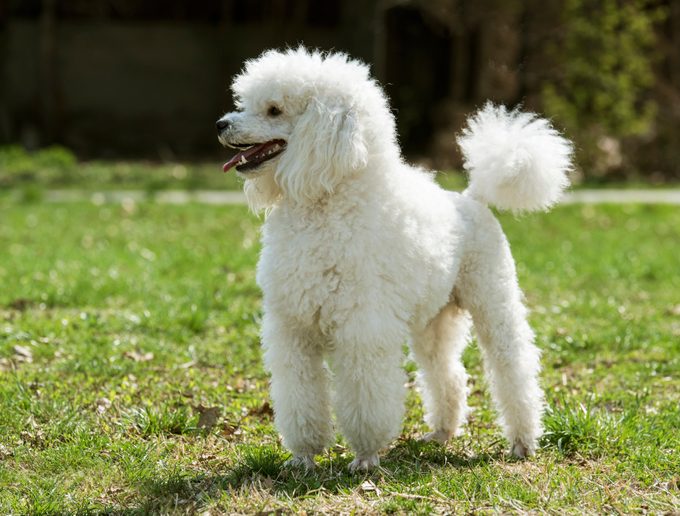 Beautiful white poodle
